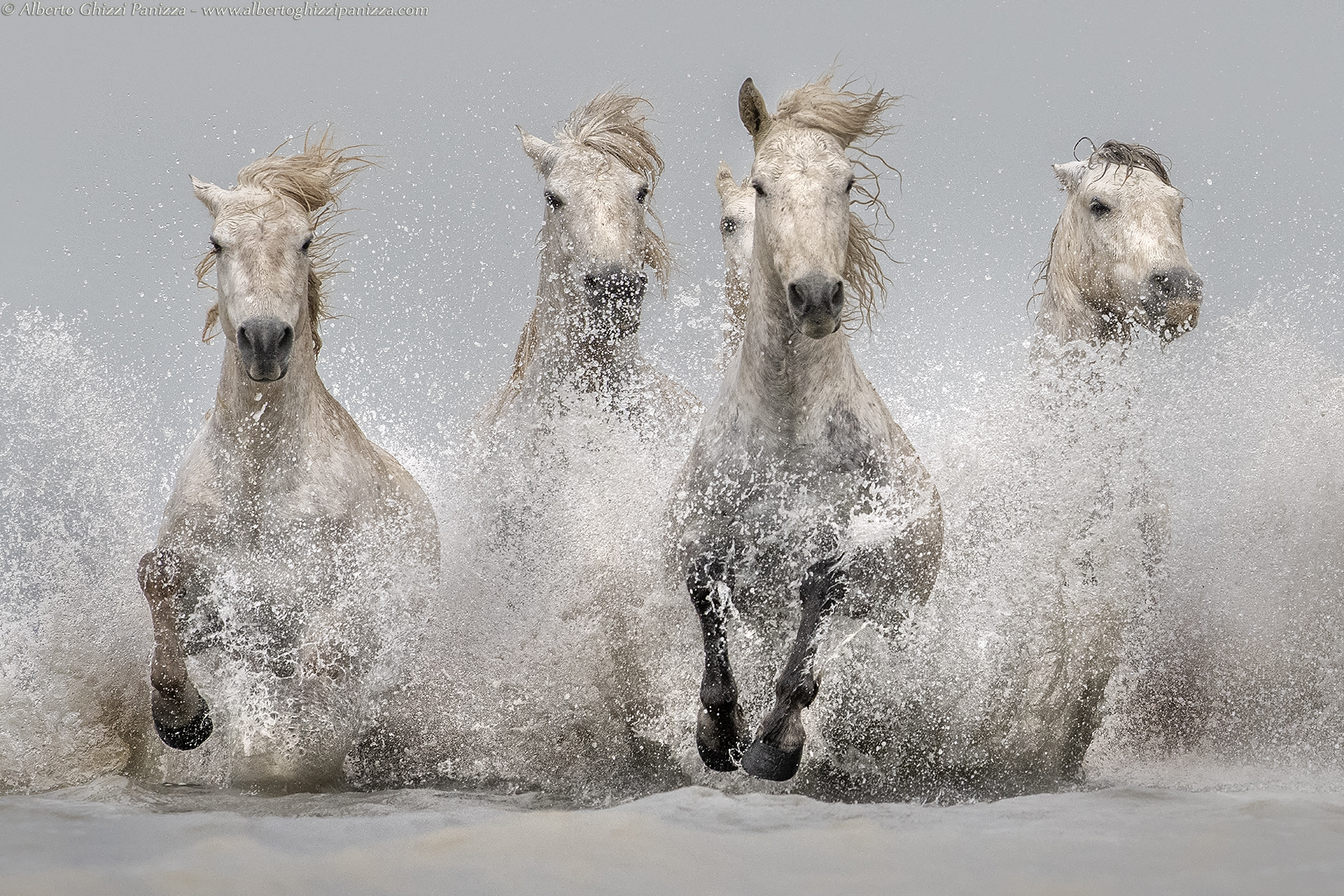 Emozioni della Camargue