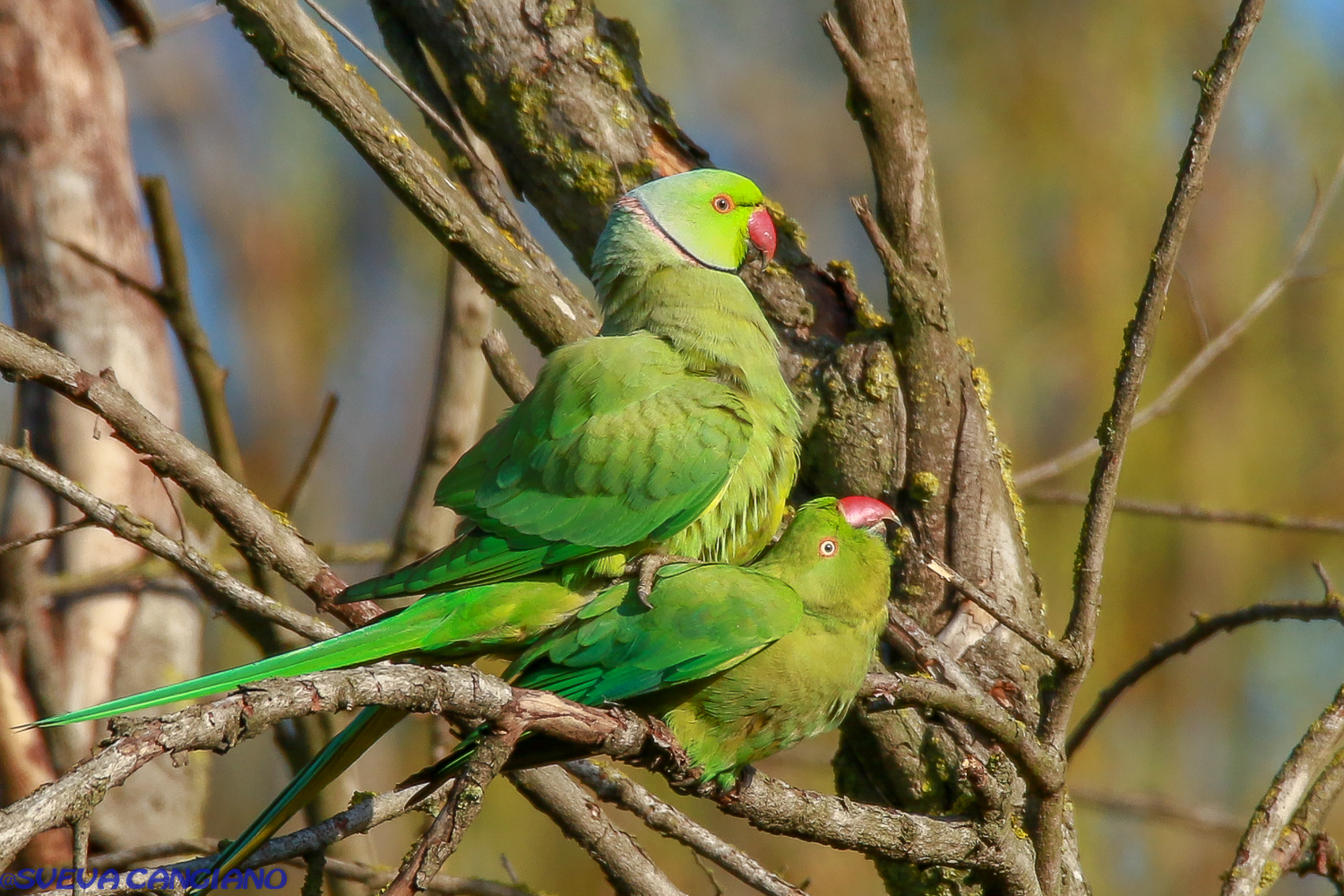 parrocchetti dal collare