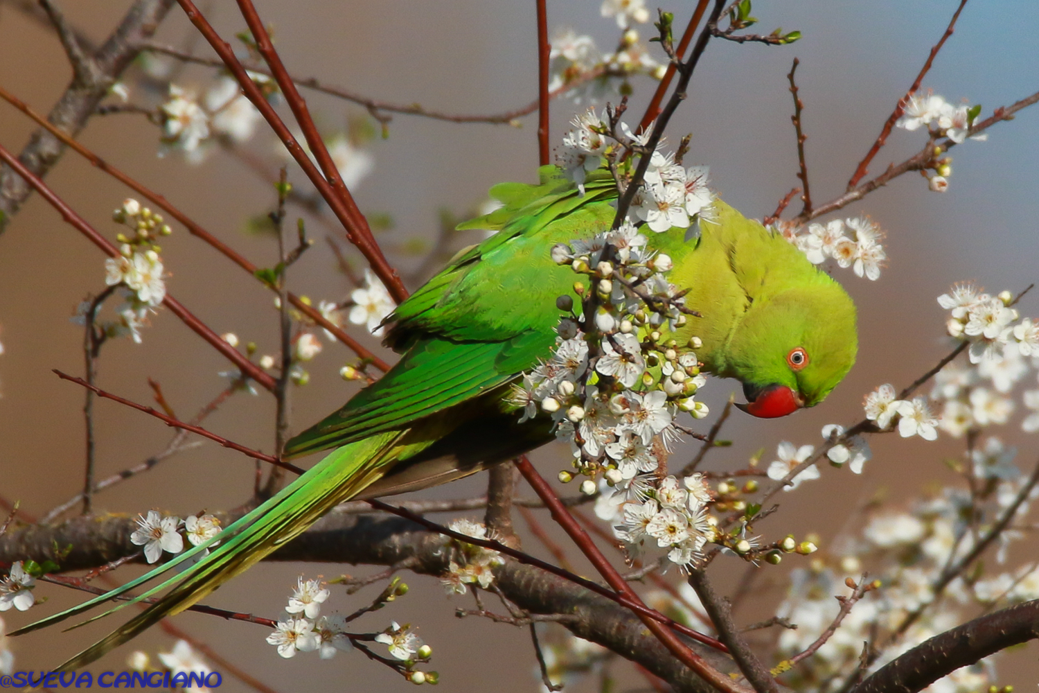 parrocchetto dal collare