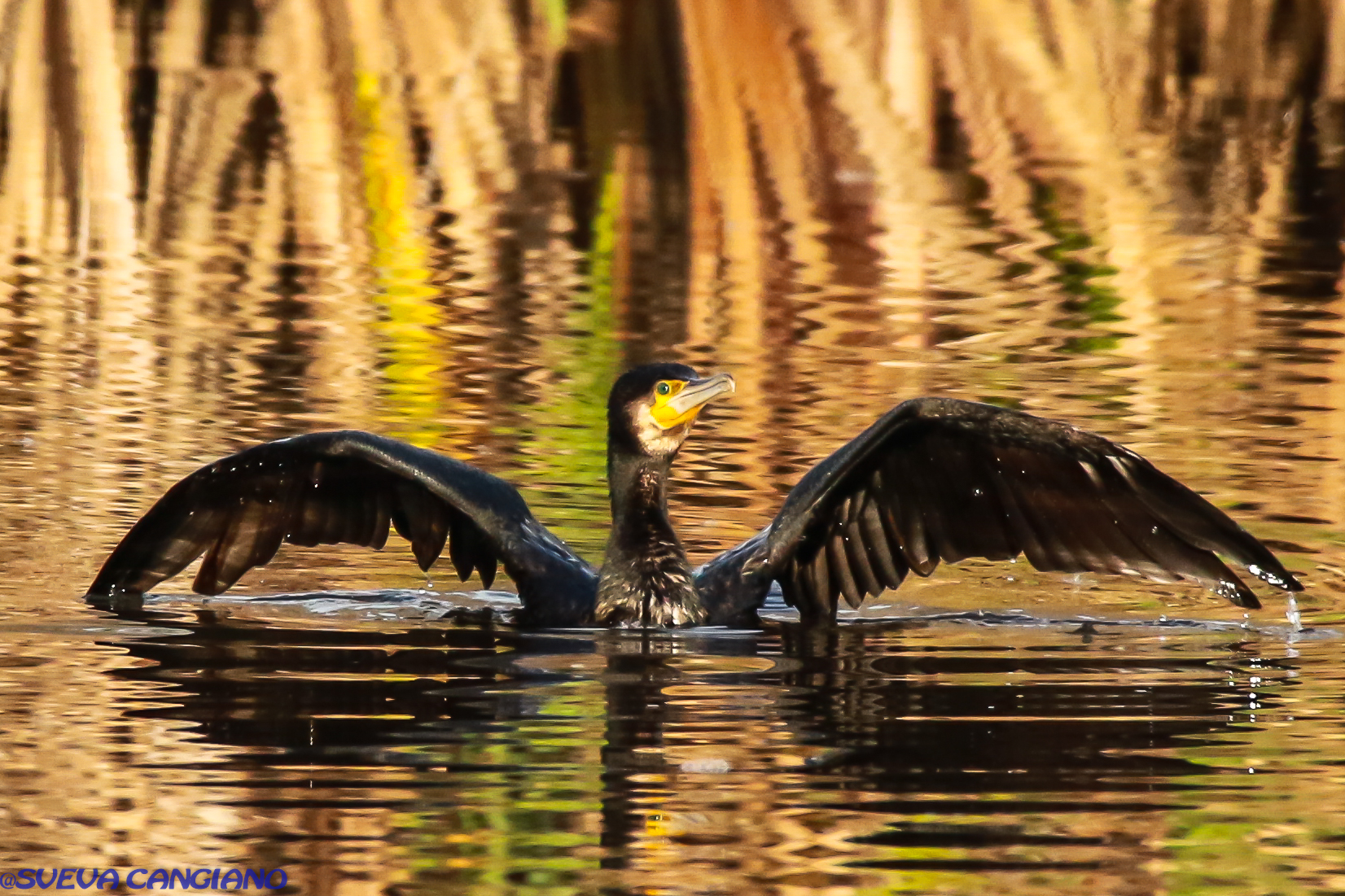 cormorano