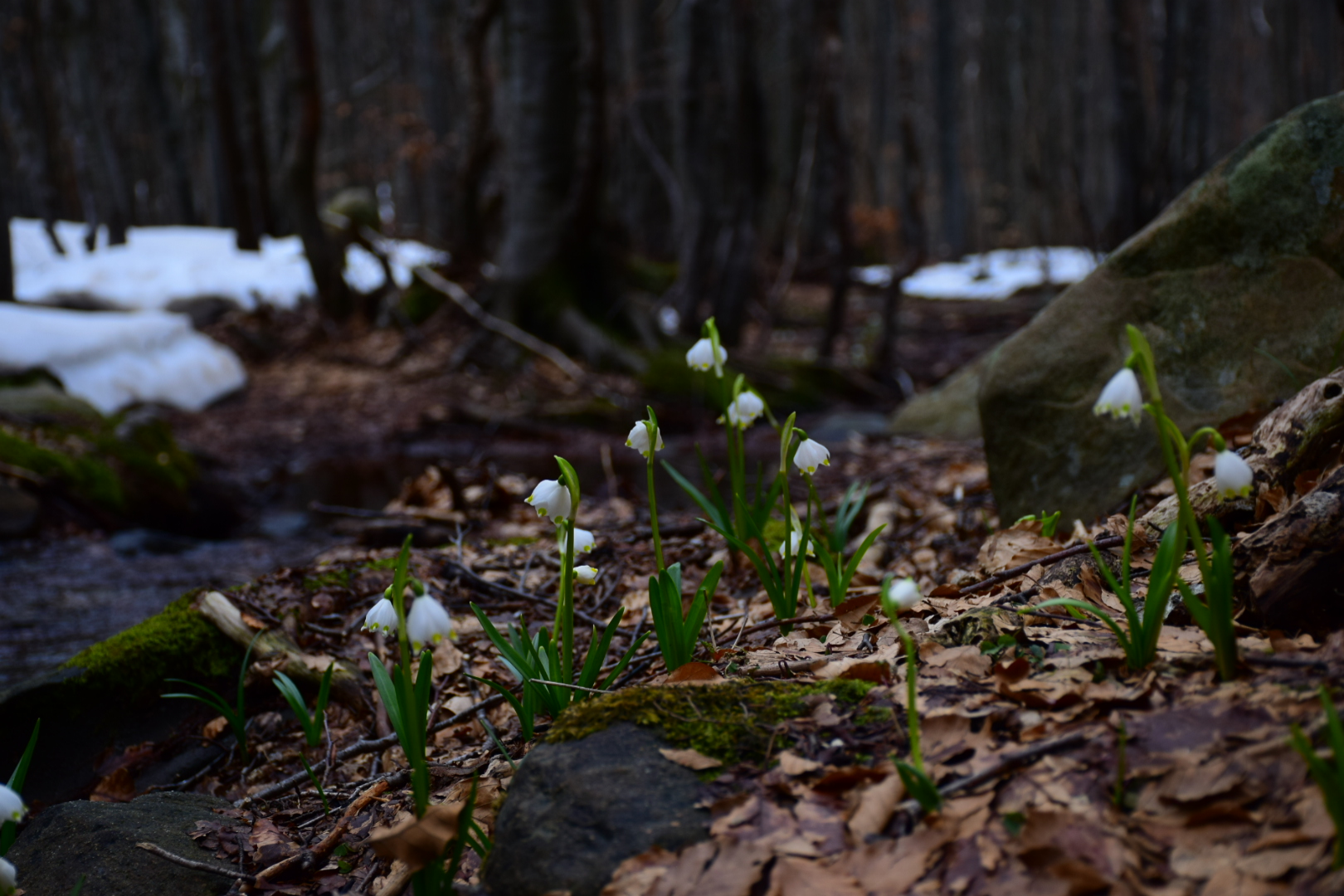 The awakening of spring