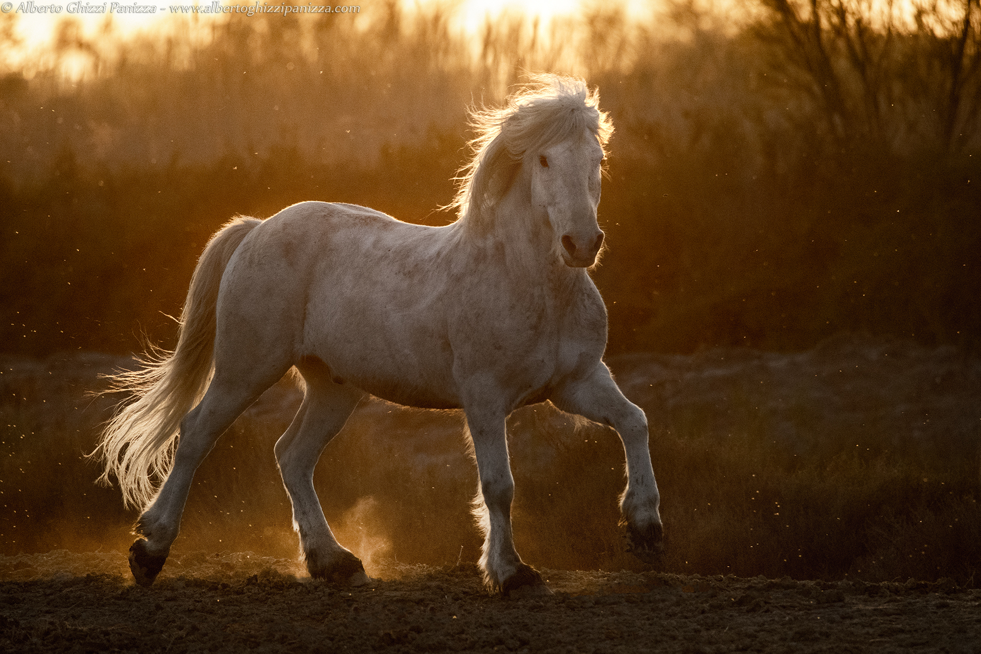 La potenza e la fierezza