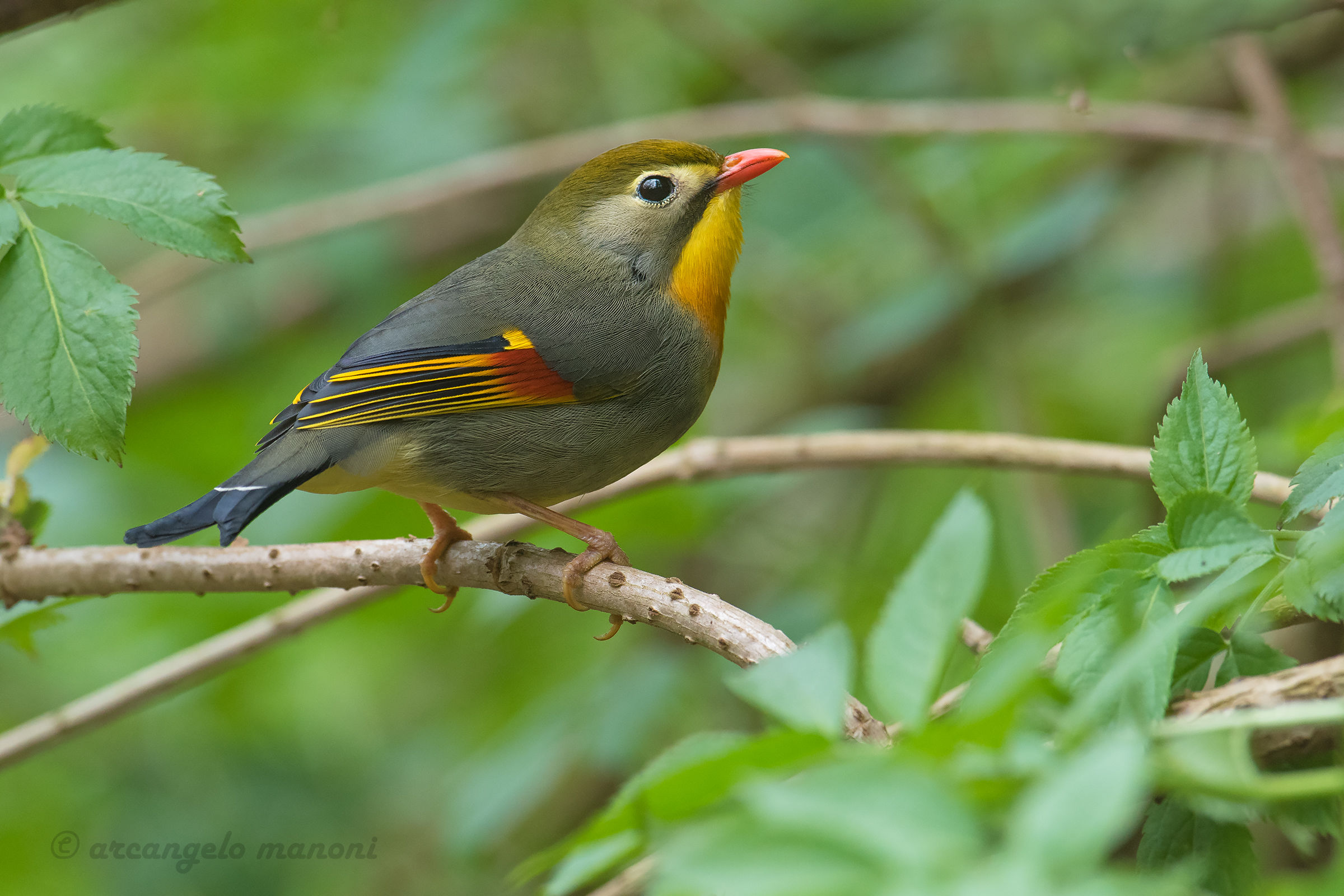 Nightingale of Japan in its natural environment