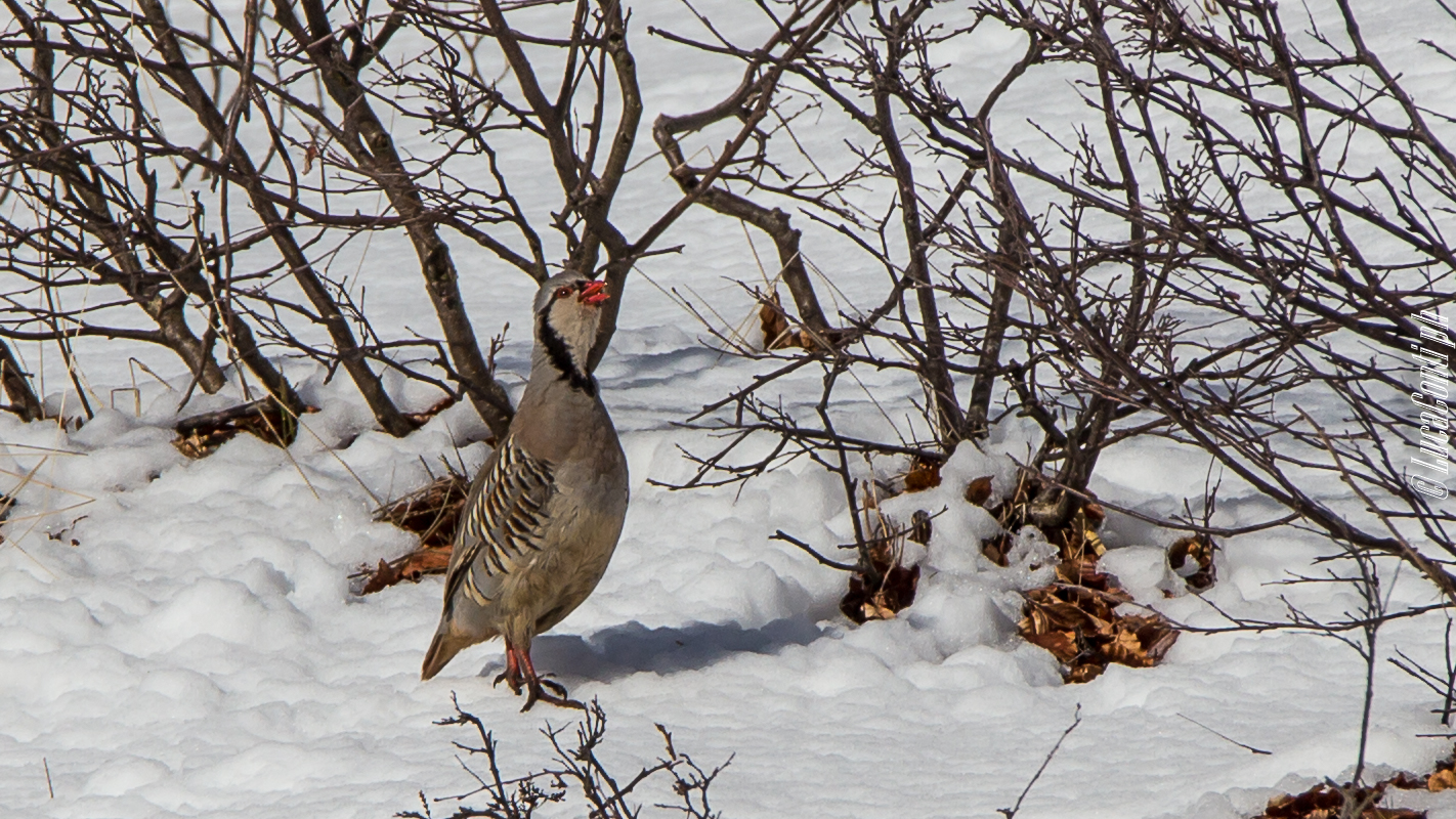 Rock Partridge (Alectoris Graeca) Valsassina