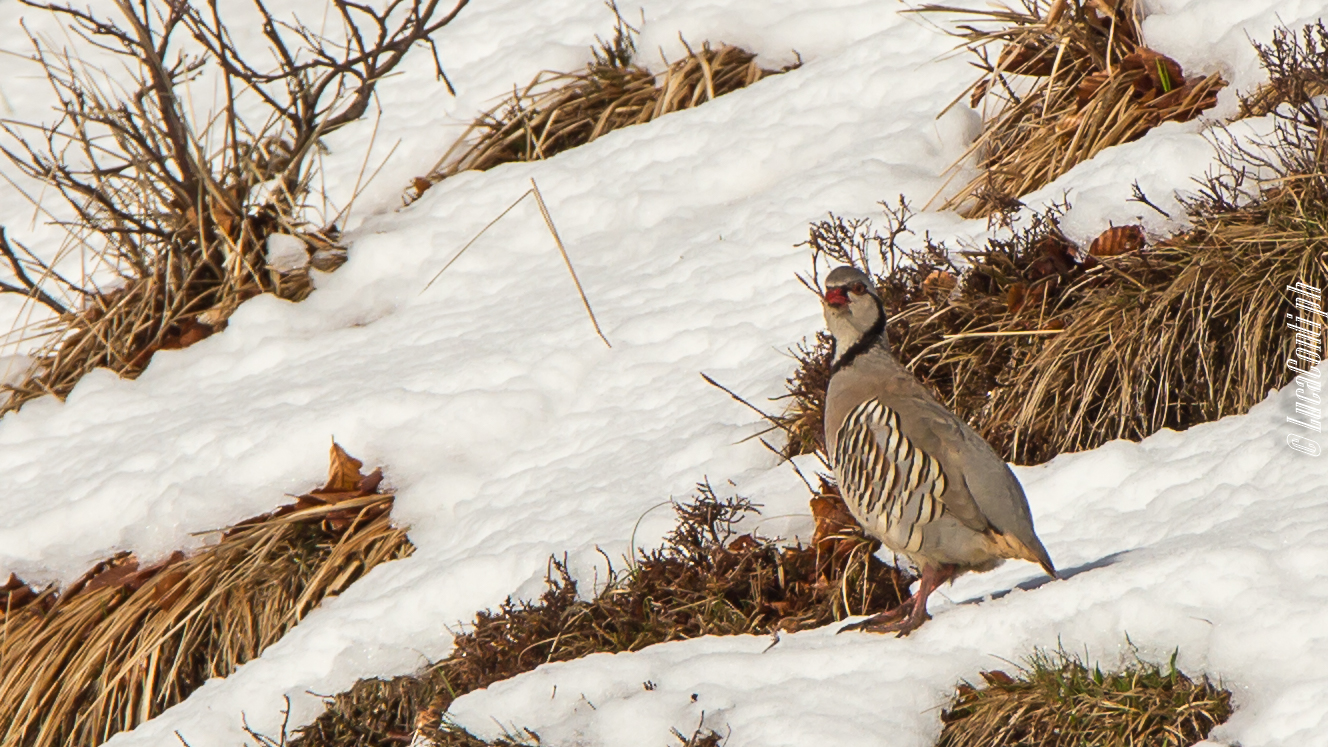 Rock Partridge (Alectoris Graeca) Valsassina