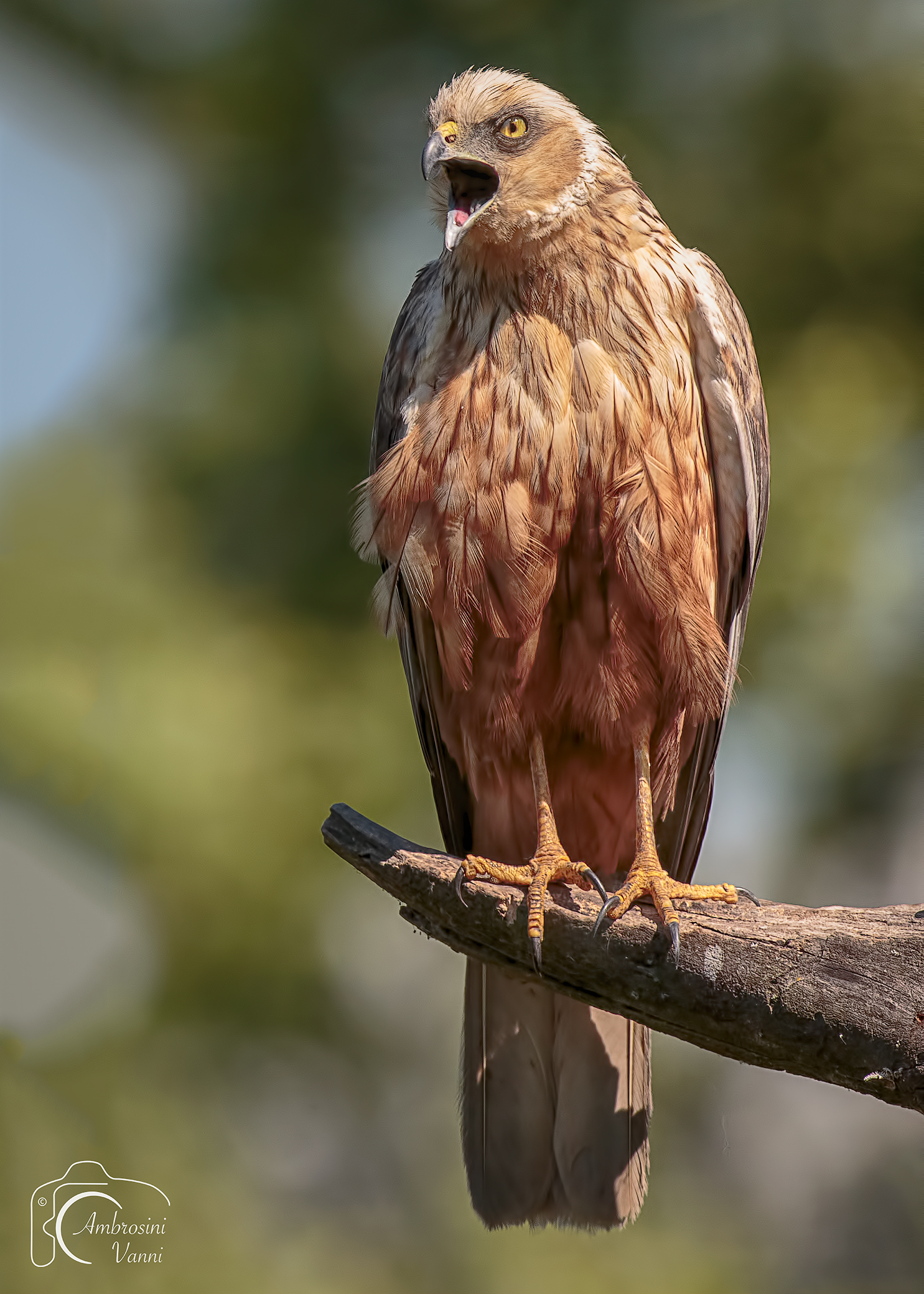 The King of the swamp