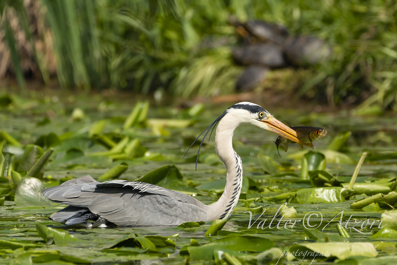 Airone cenerino a pesca