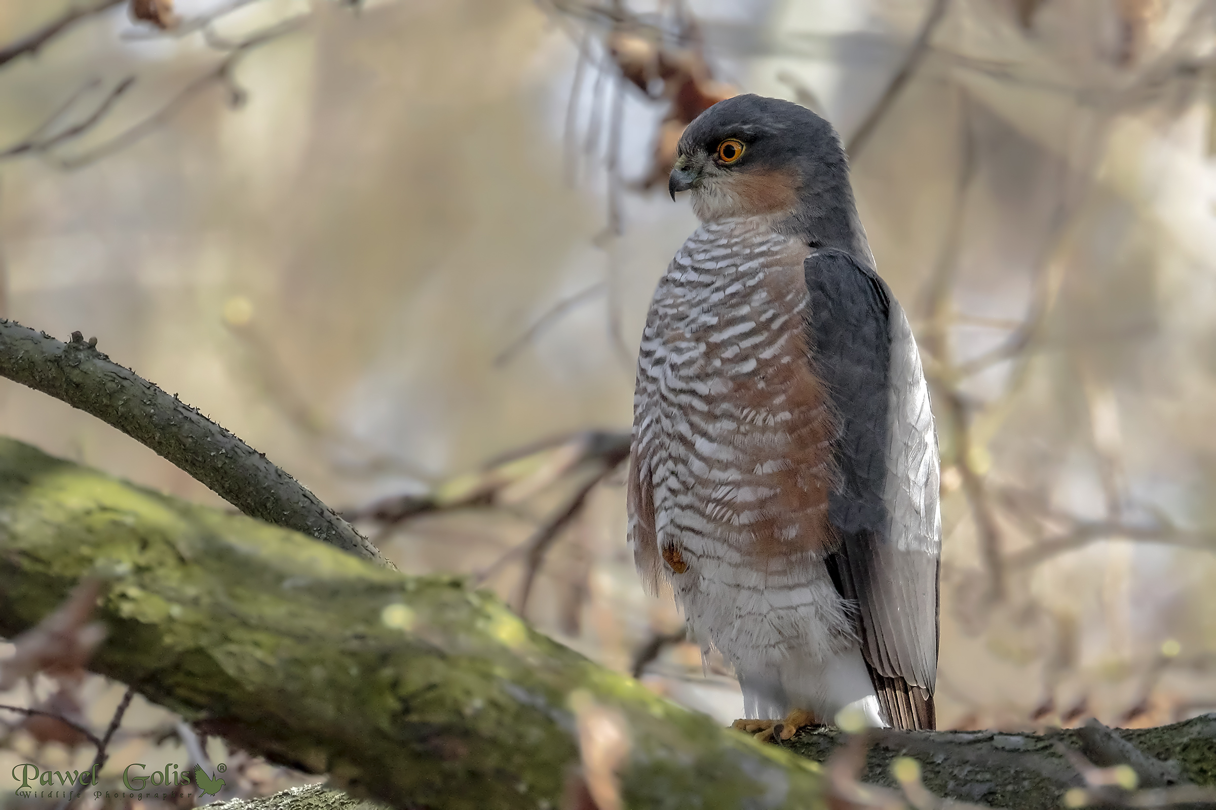 Eurasian sparrowhawk (Accipiter nisus)
