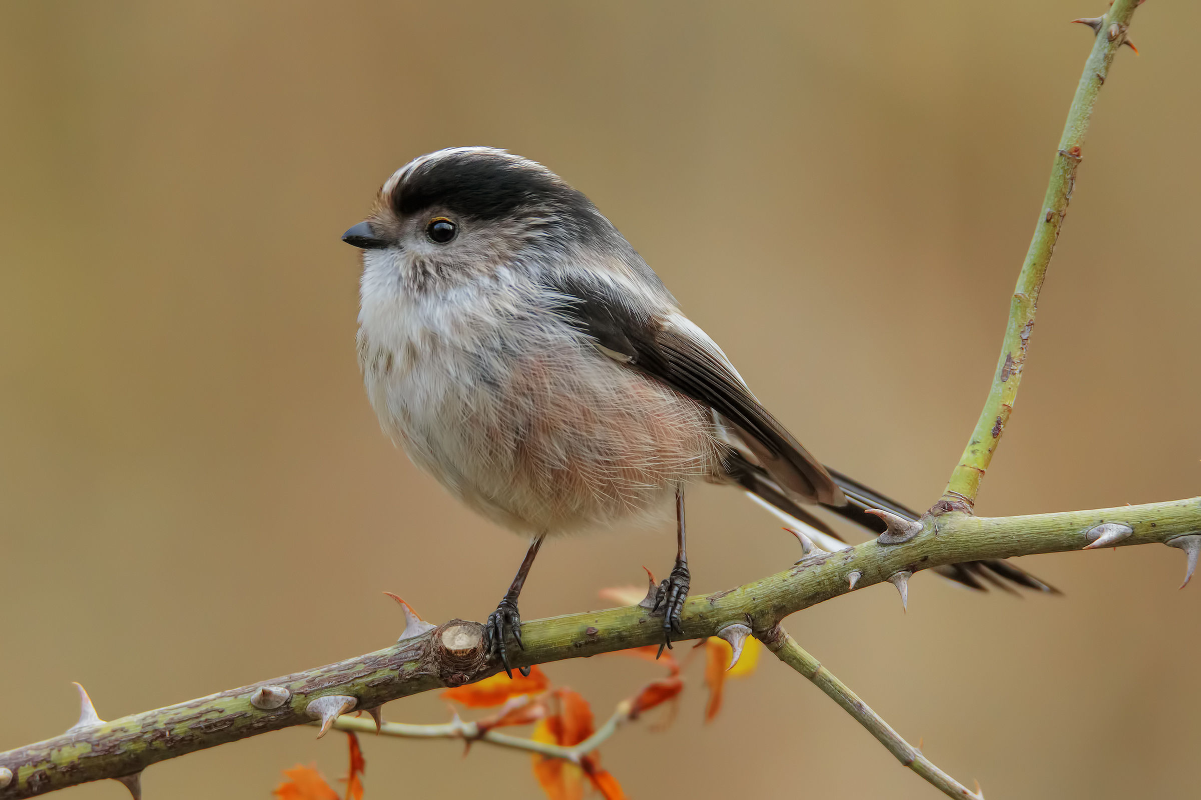 Il Folletto dei boschi