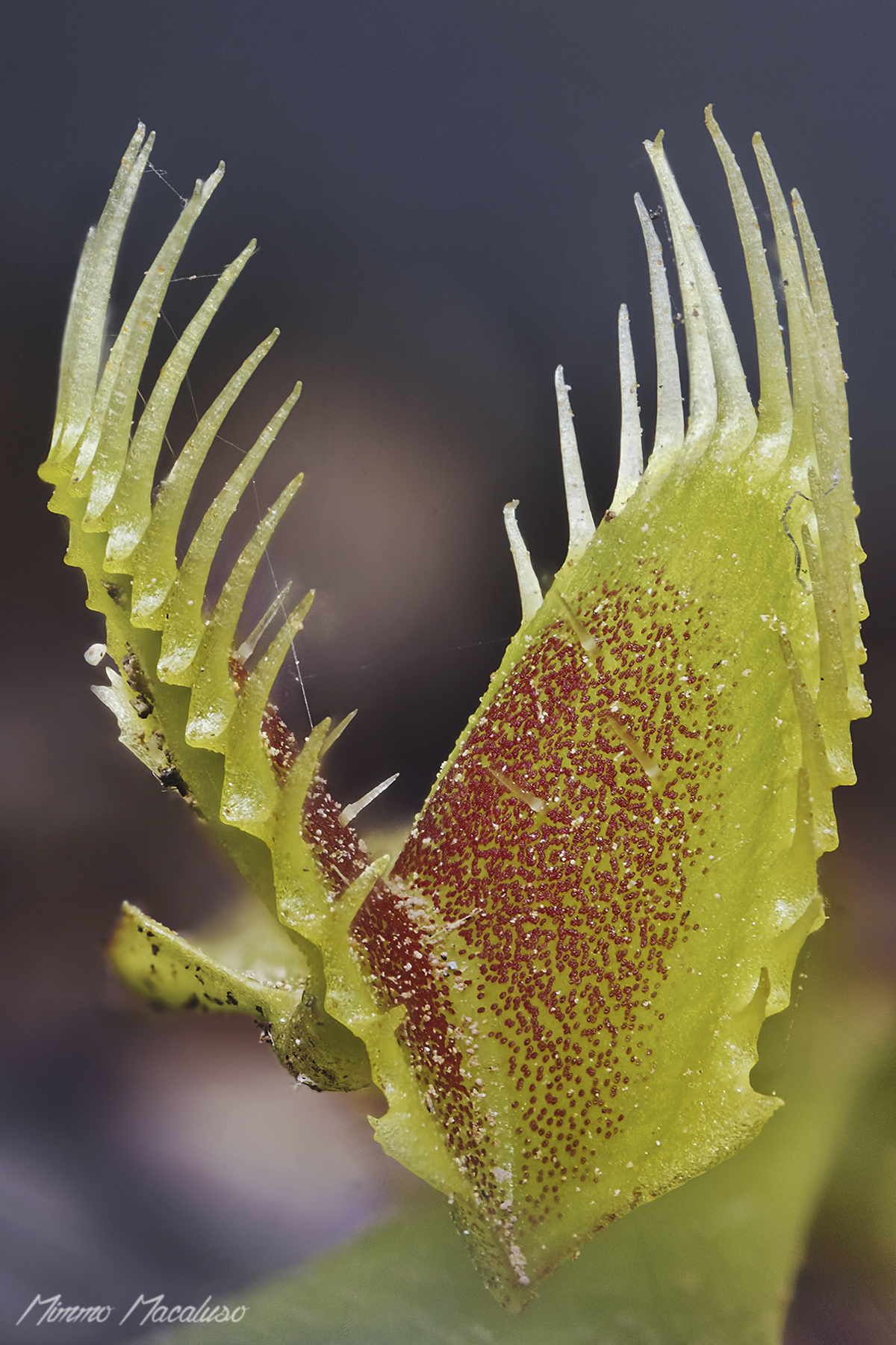 Dionaea muscipula