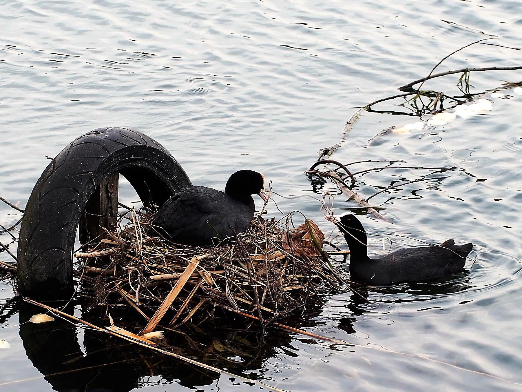pair of coot nest collabore