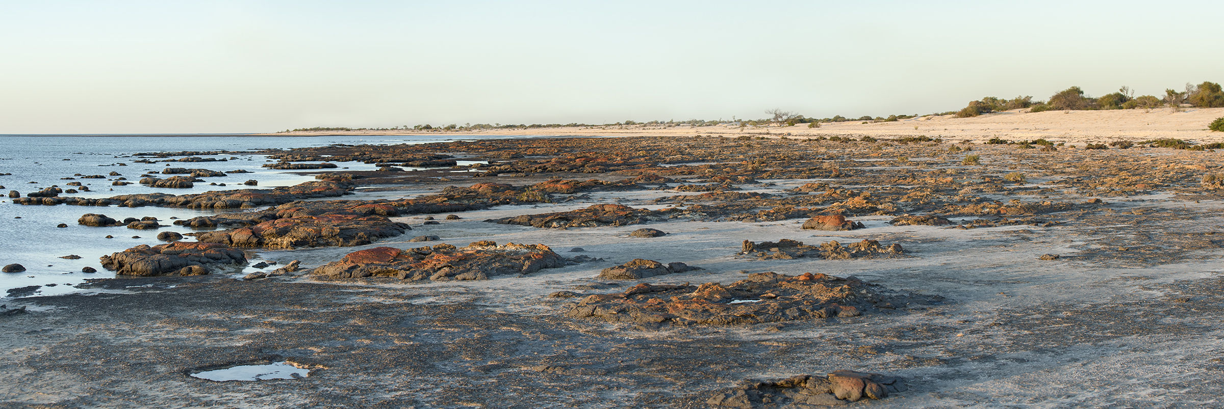 Stromatolites