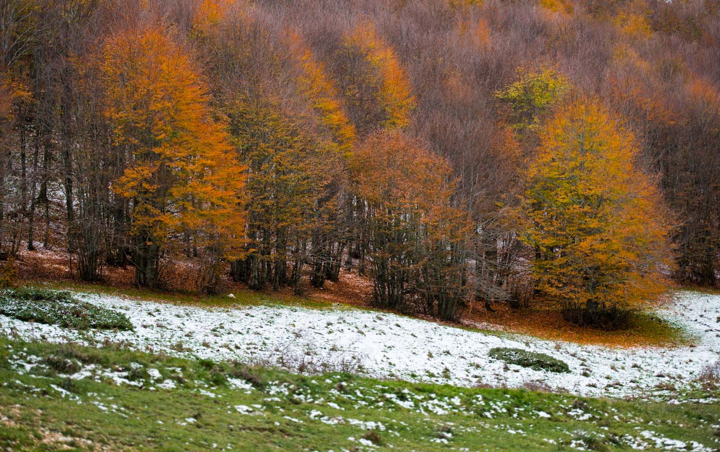 Autumn, winter, spring ...