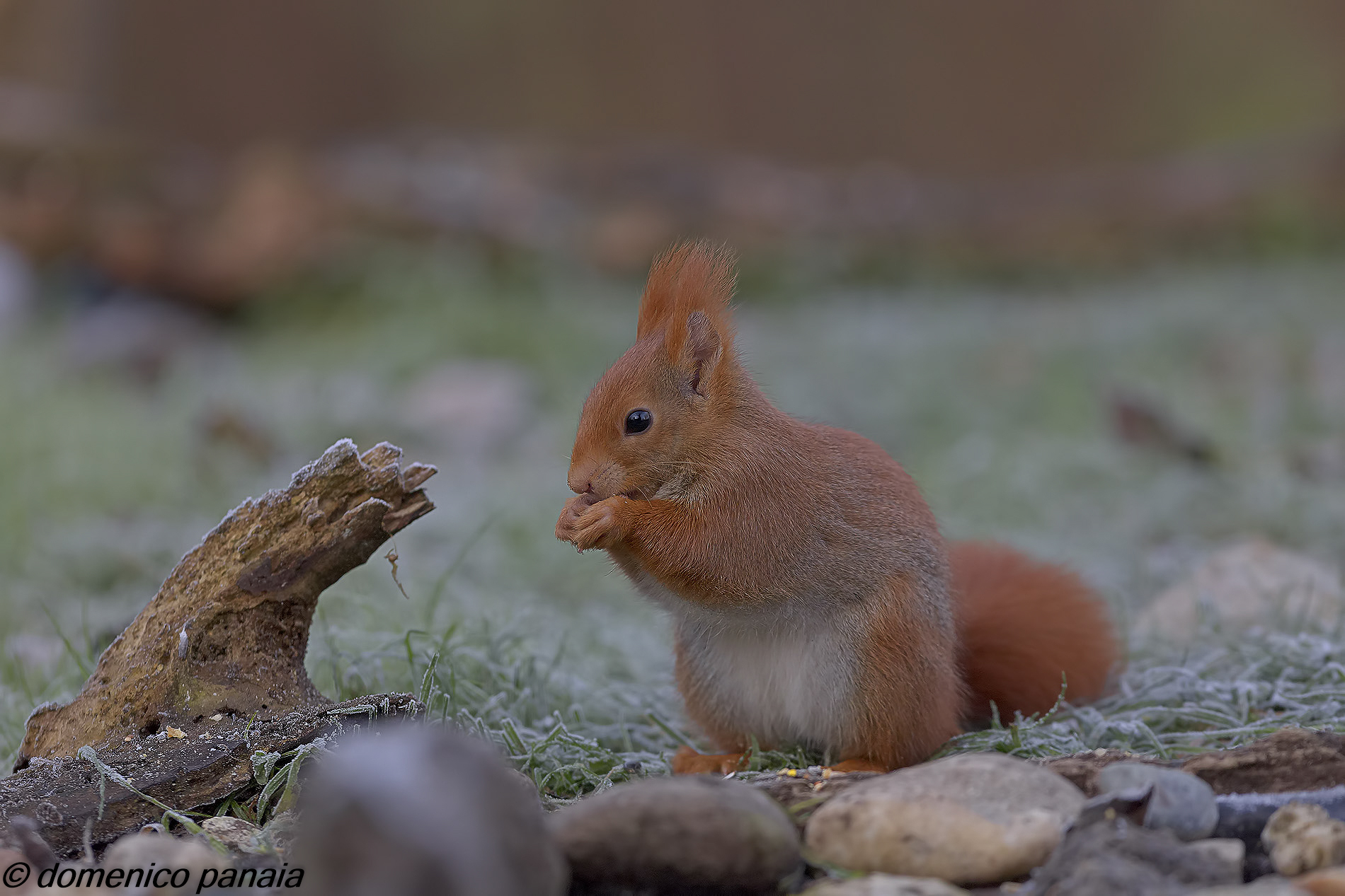 scoiattolino affamato