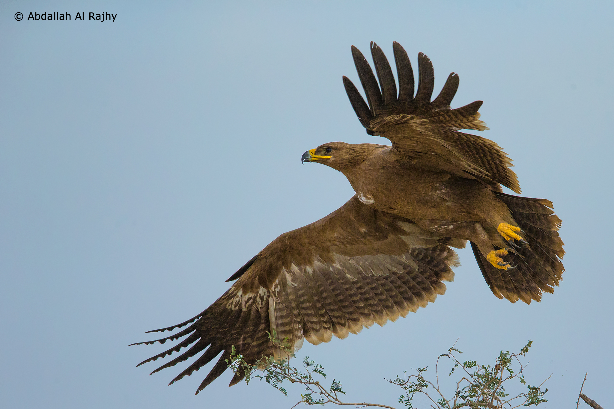 Steppe Eagle