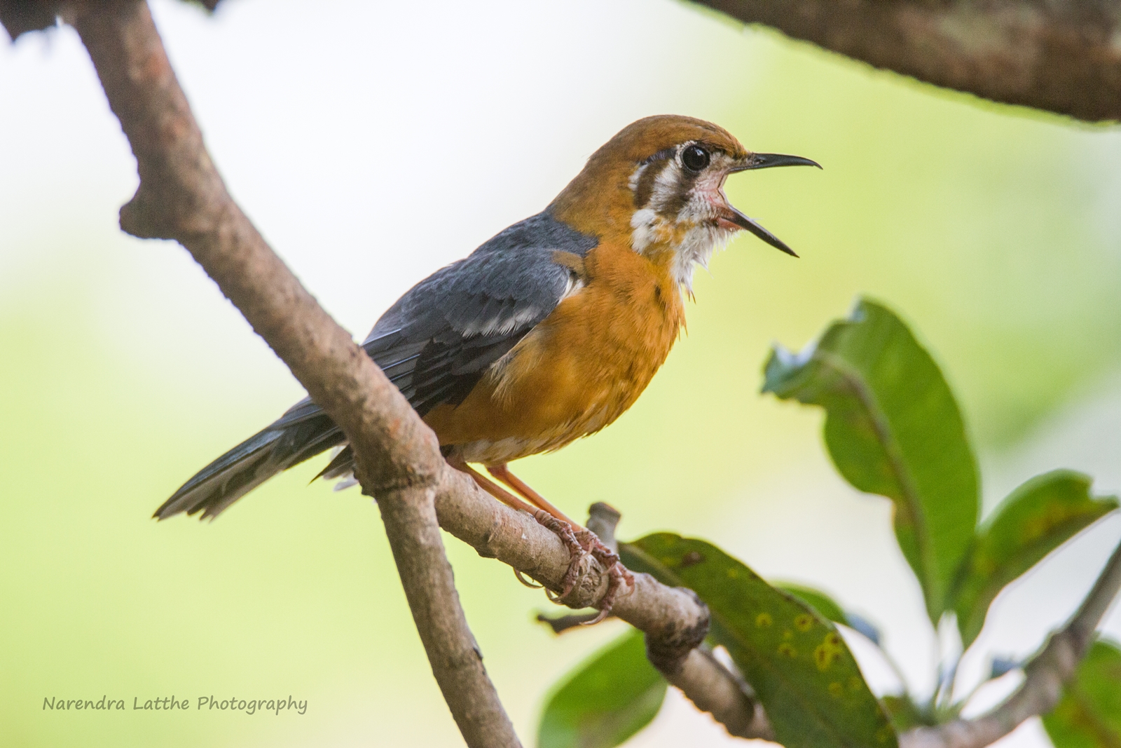 Orange headed thrush