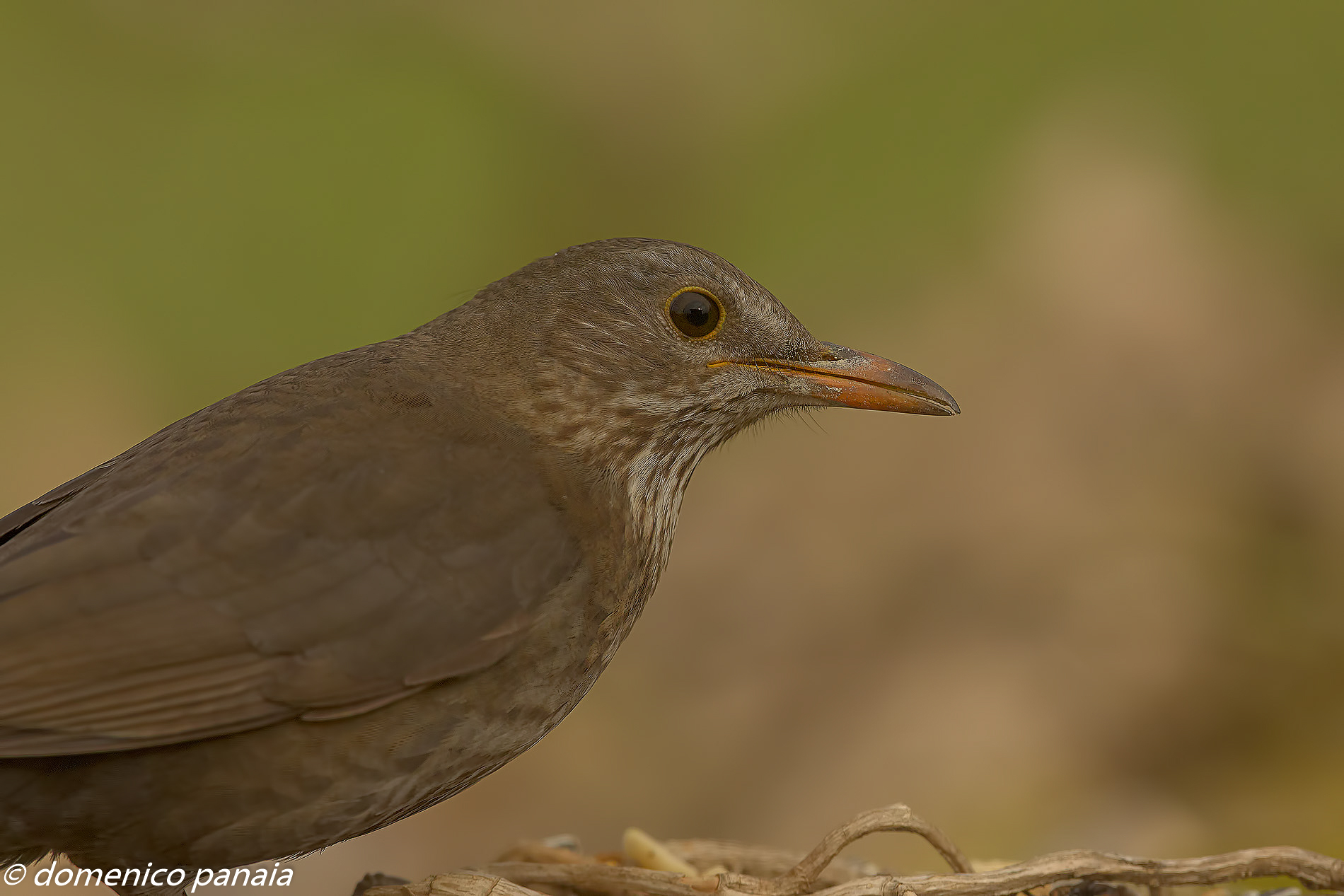 merla in primo piano