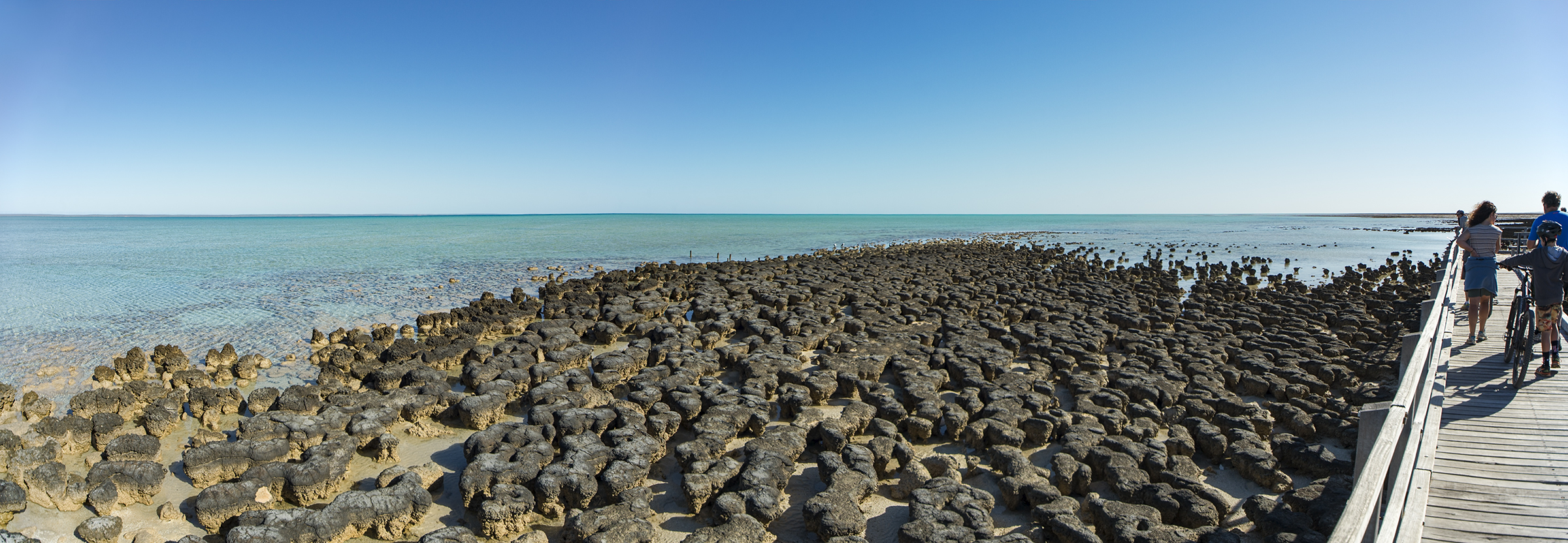 Stromatolites