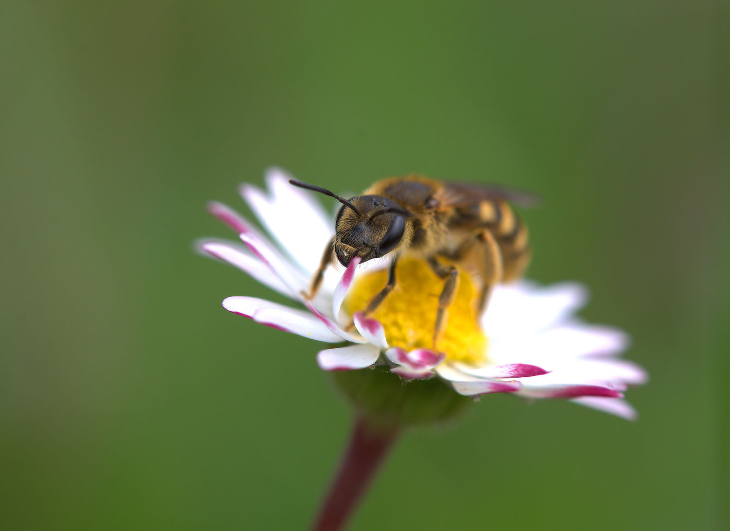 Bee