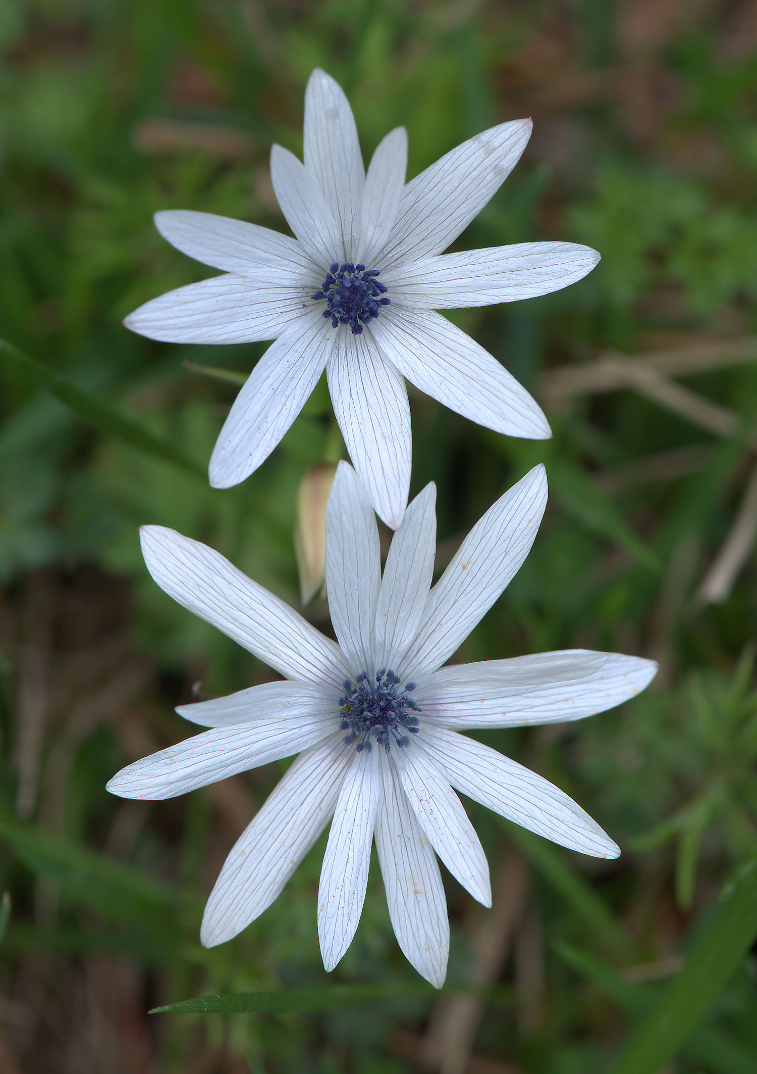 Anemone hortensis