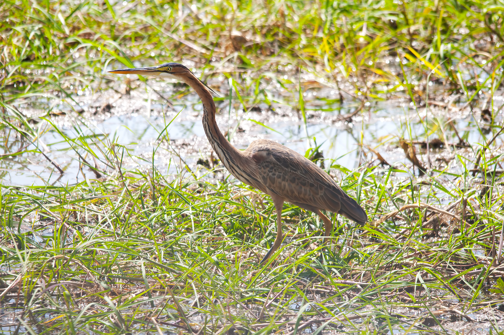 Purple Heron