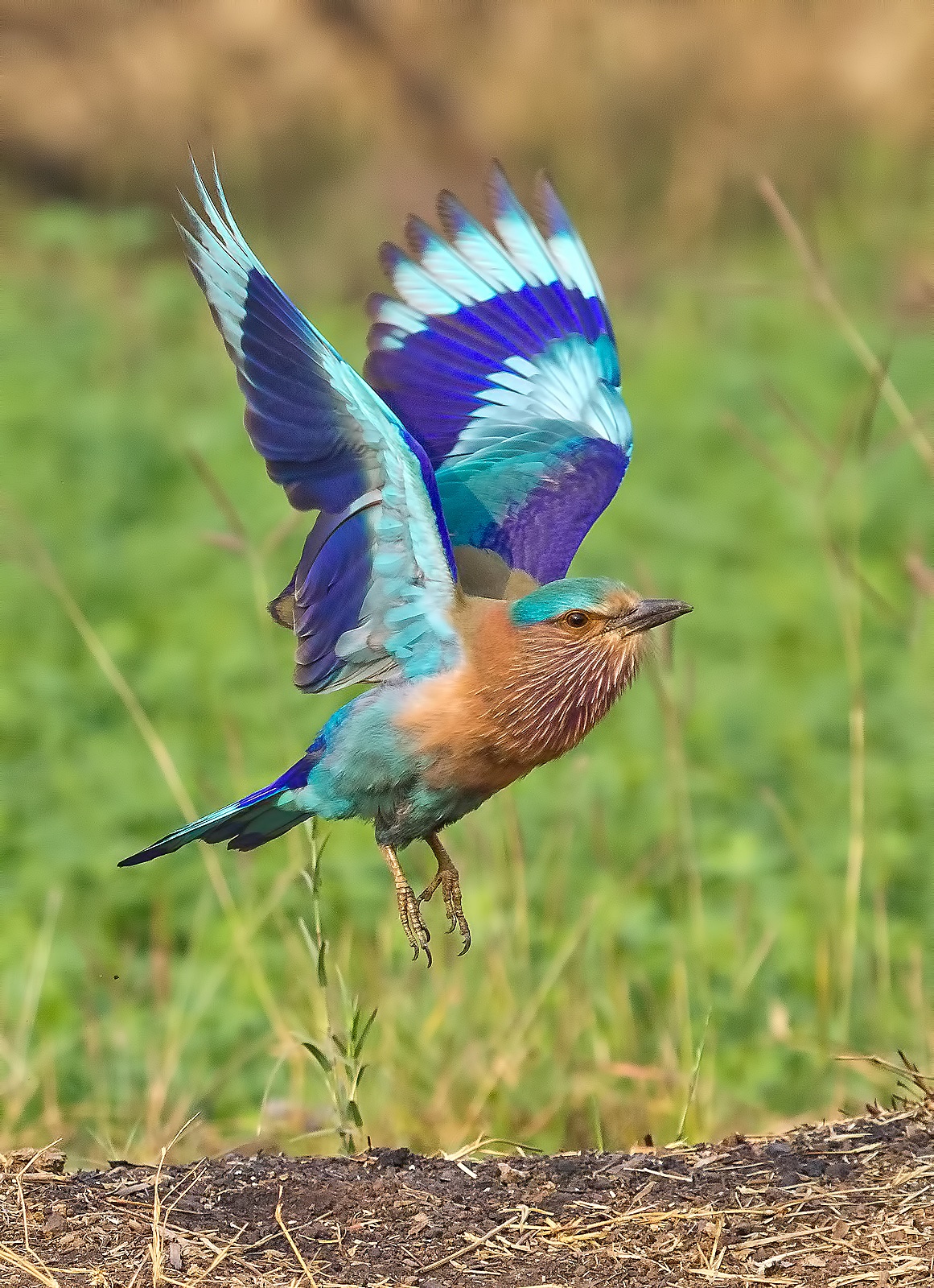 Indian roller, take off.