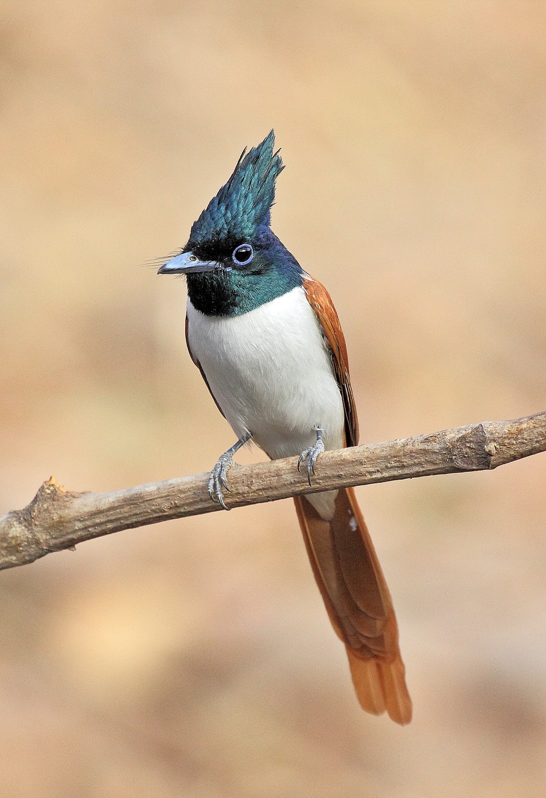 Pigliamosche del paradiso indiano.
