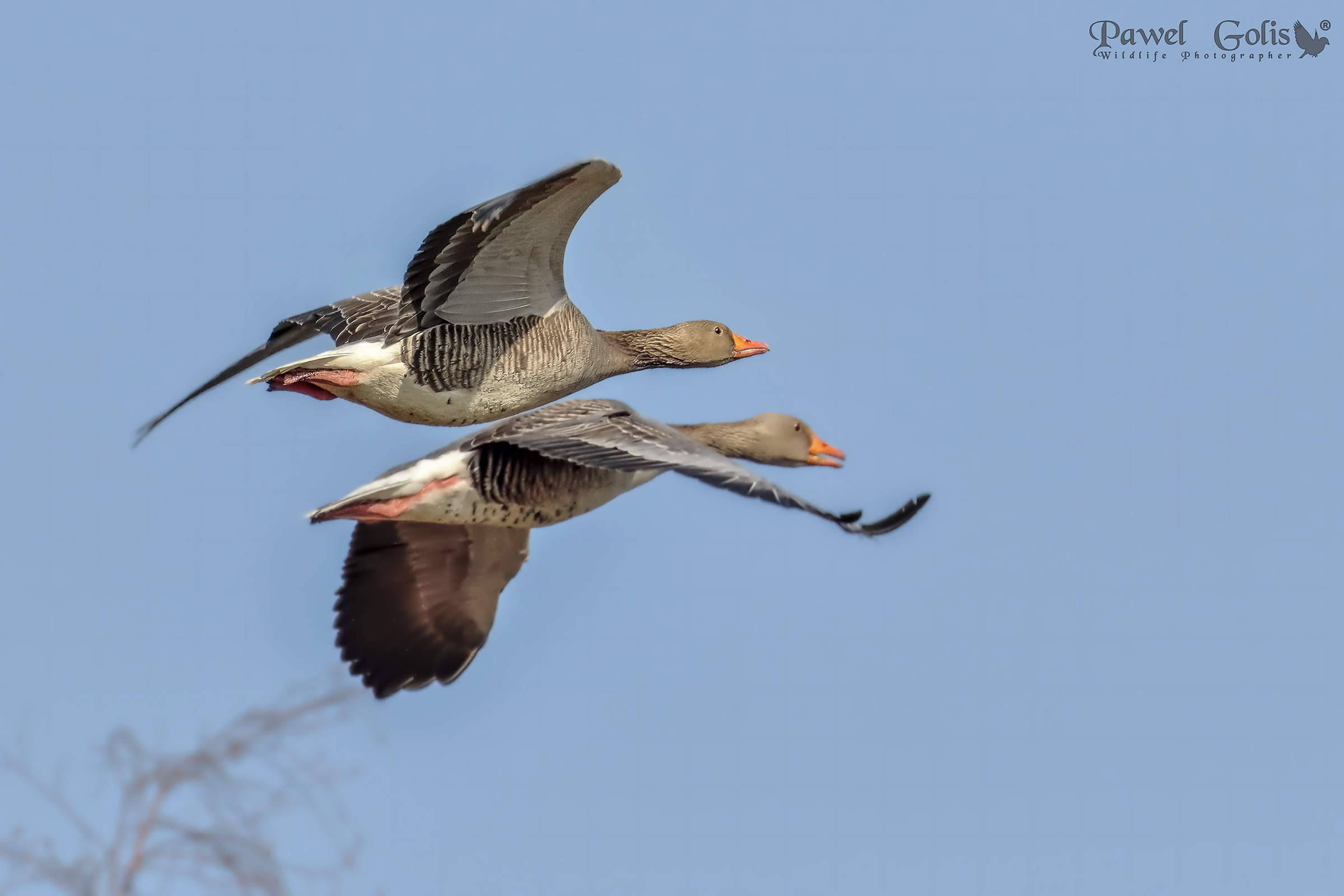 Greylag gooses in Fly