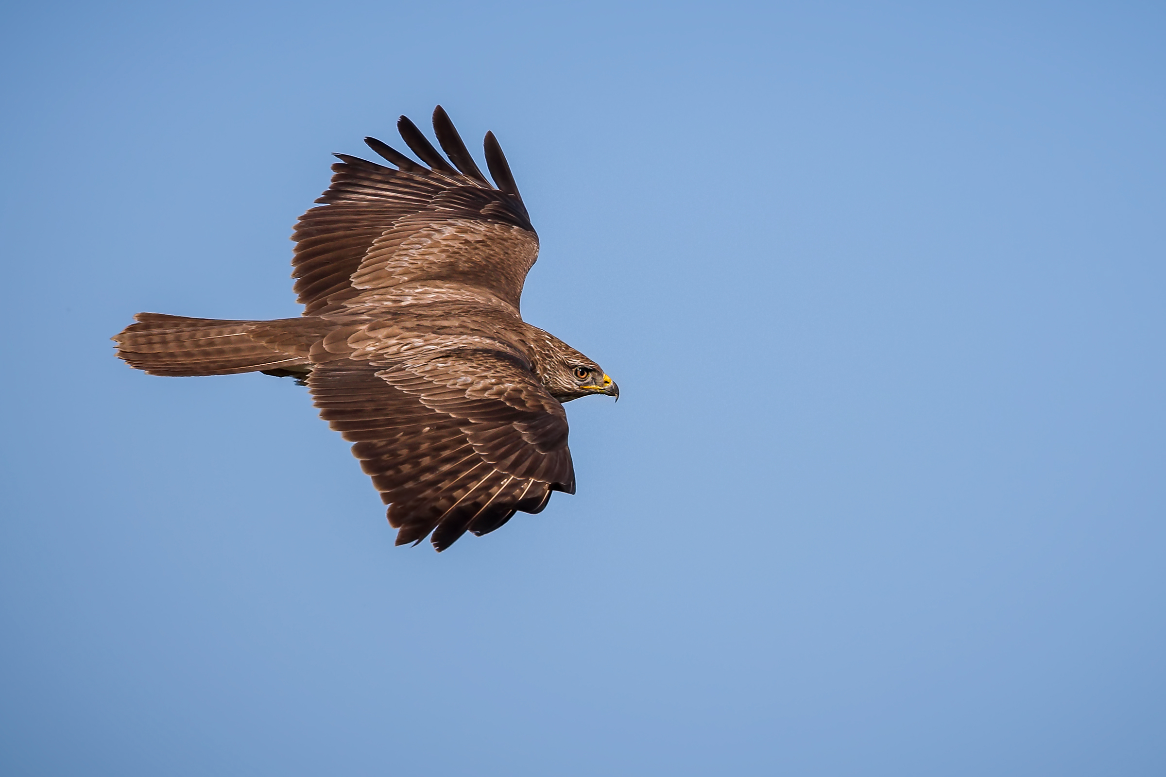 Buzzard in flight