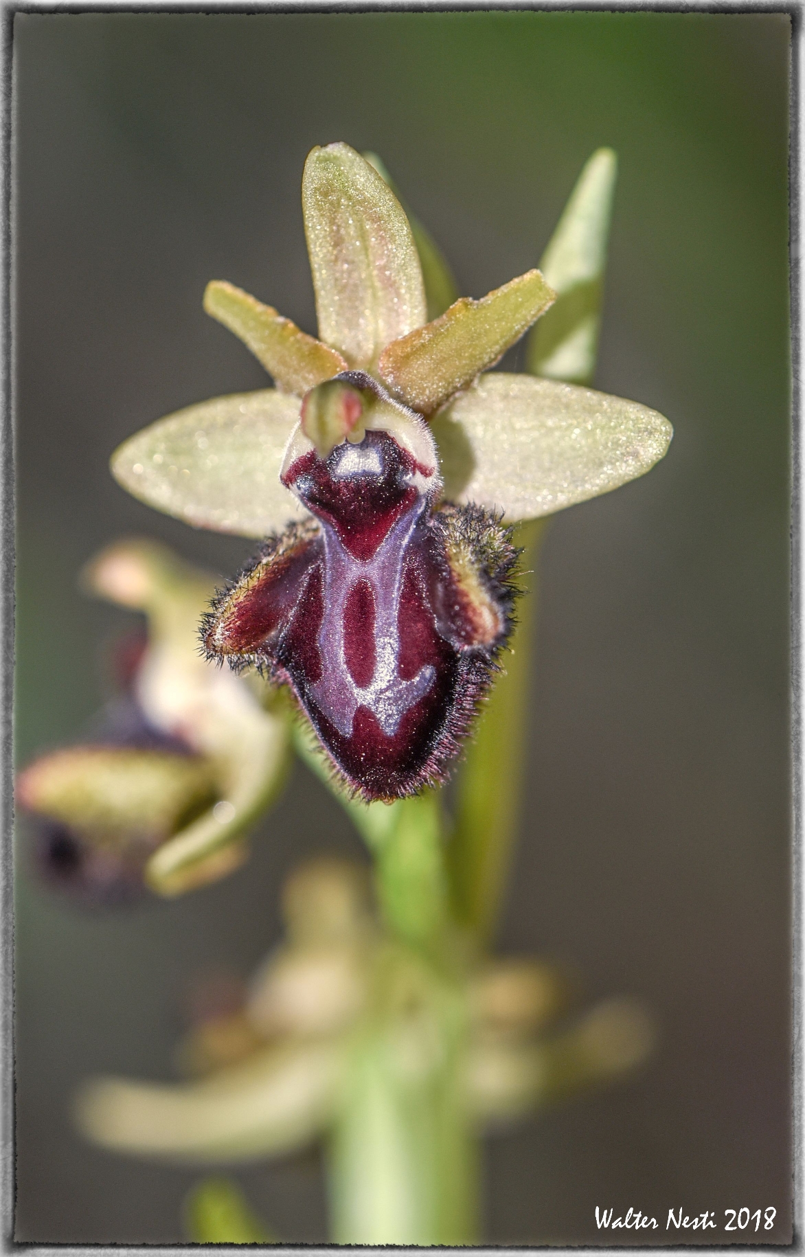 Ophrys Incubacea