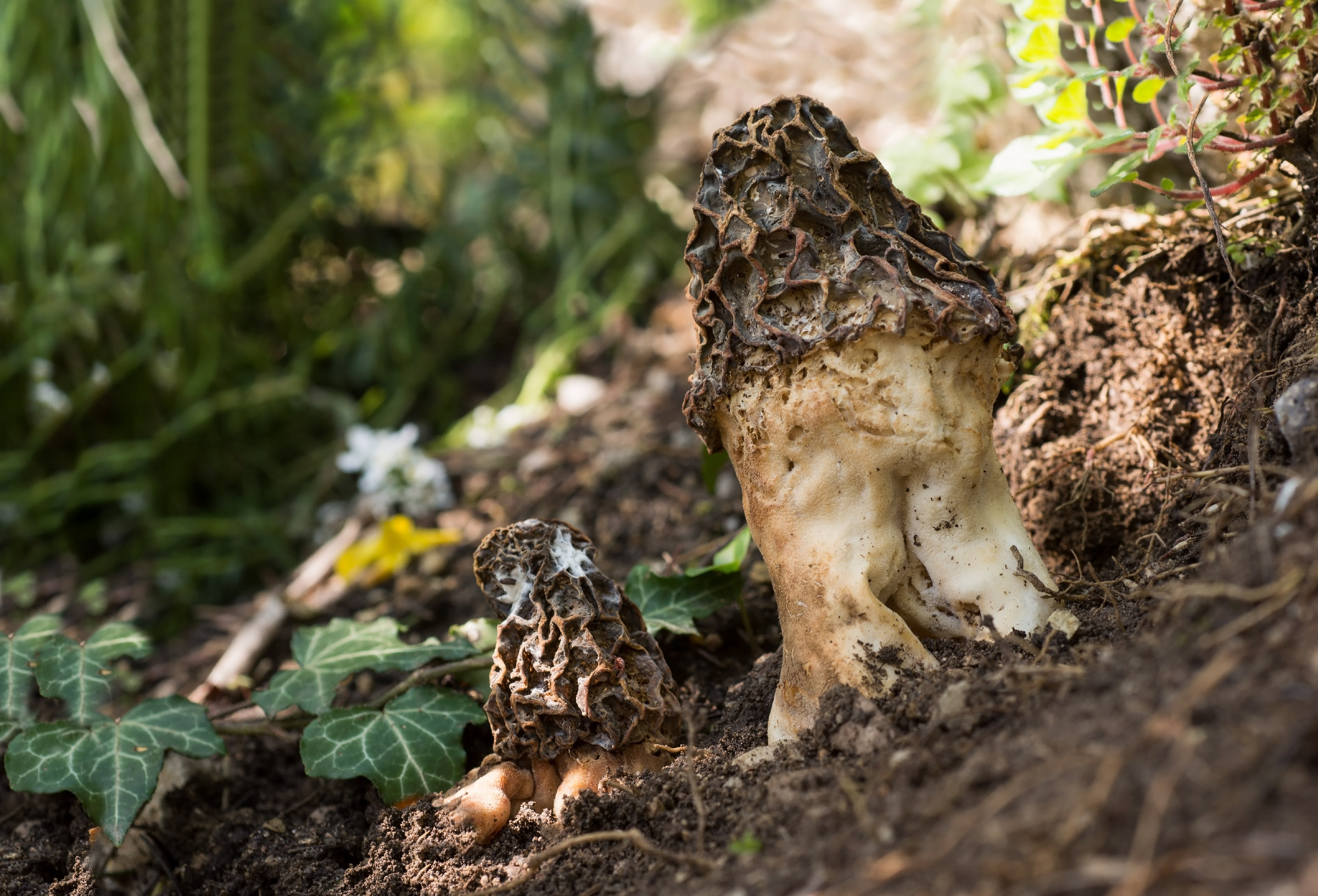 Spugnola o morchella - Regali di primavera