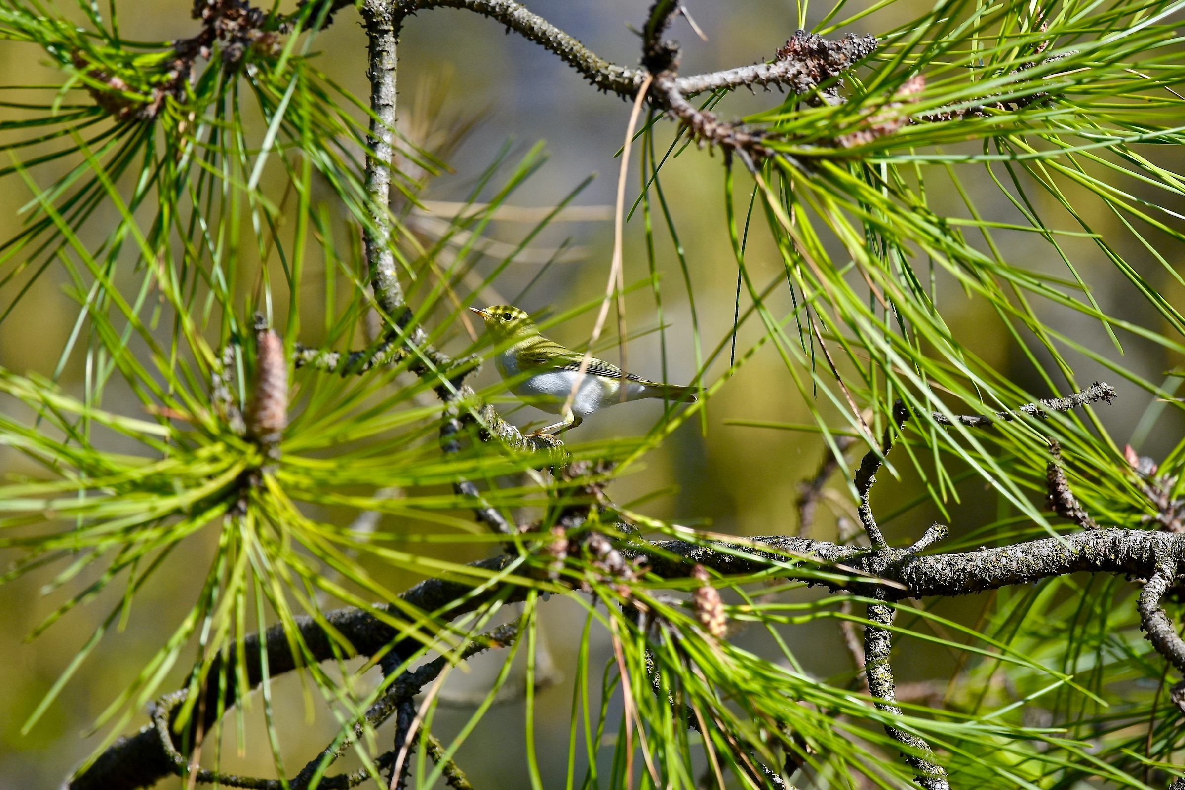 Glad to see you (re)