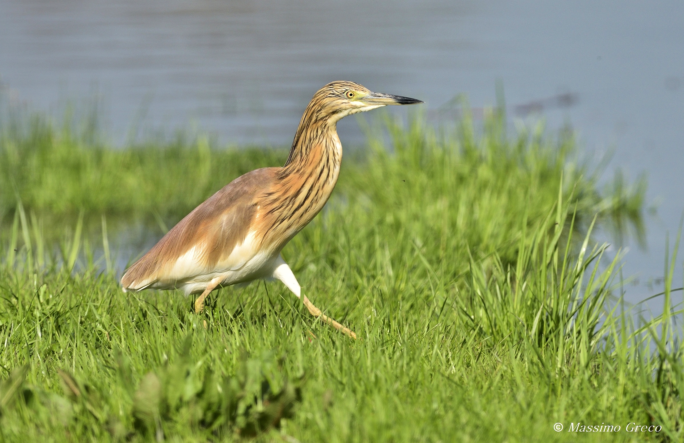 Squacco heron (Ardeola ralloides)