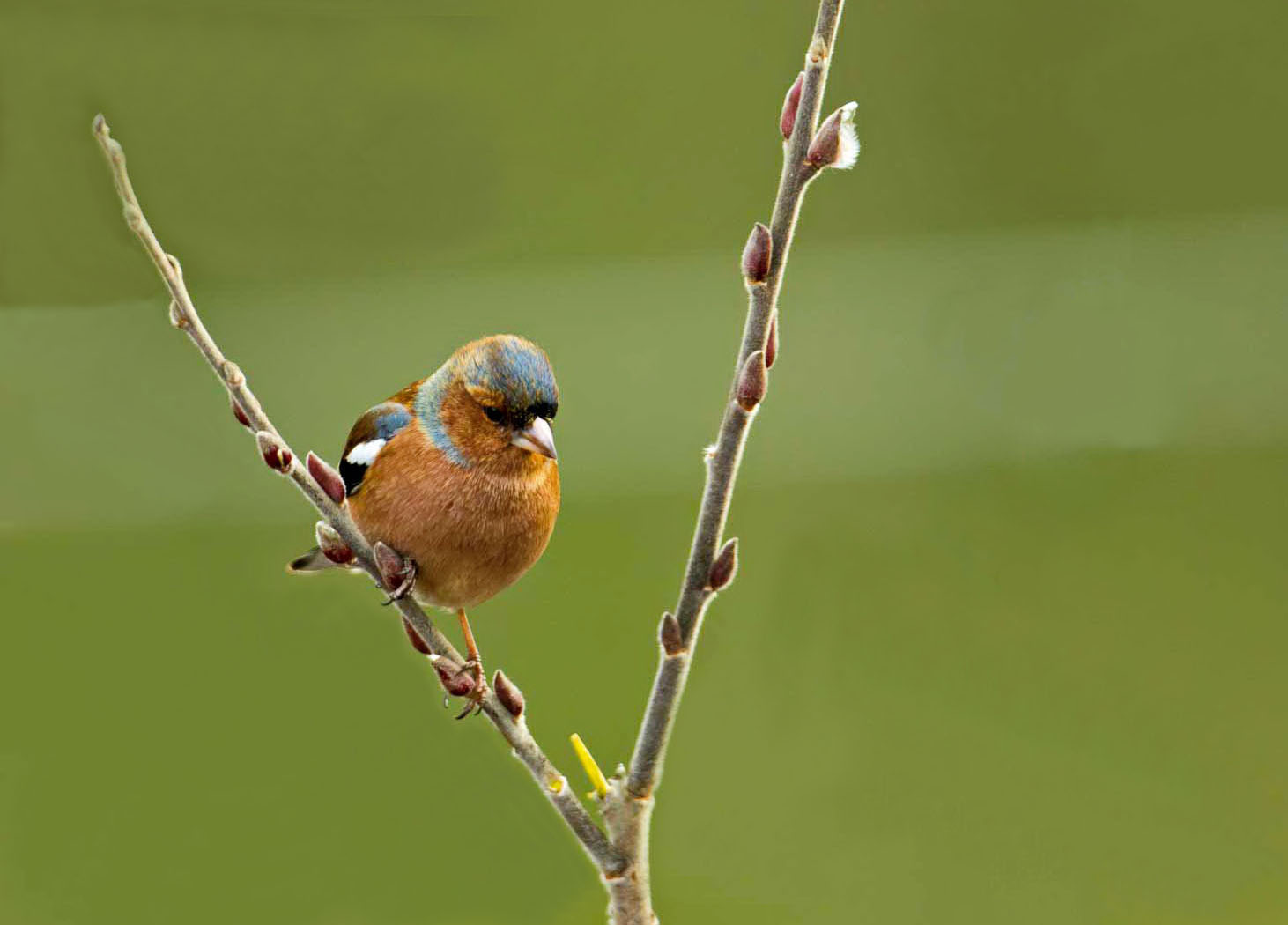 chaffinch