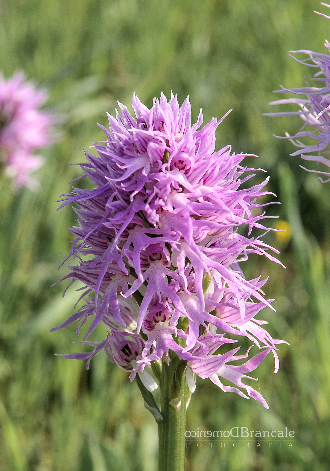 Orchid SelvaticaOrchis Italica