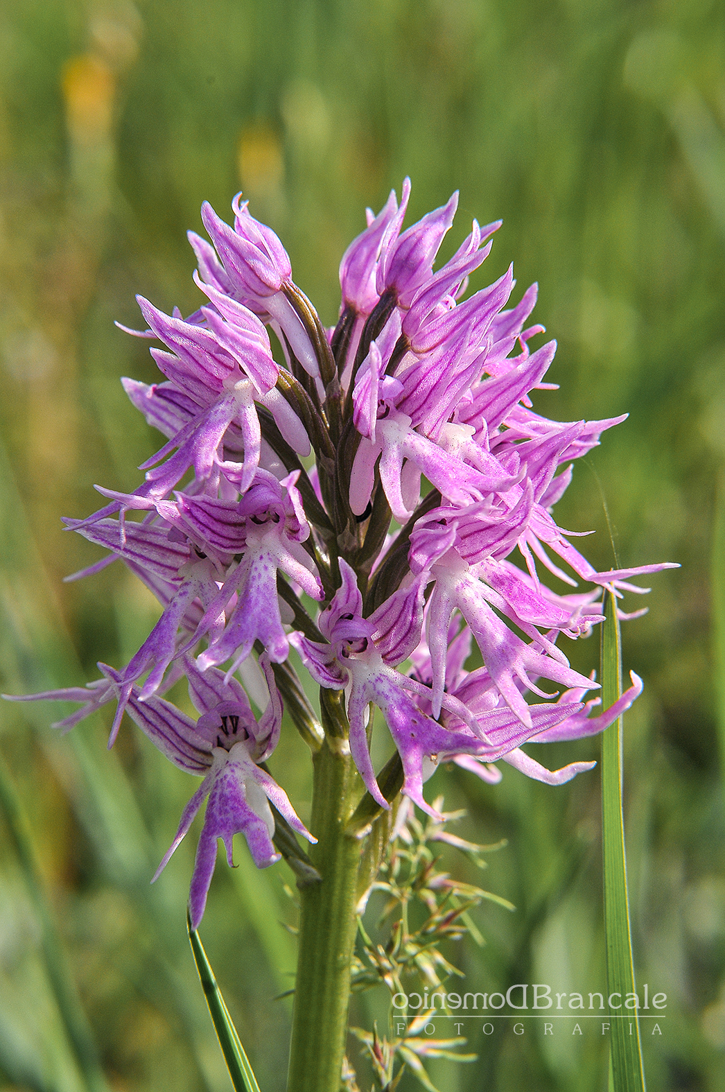 Wild Orchid Orchis Italica