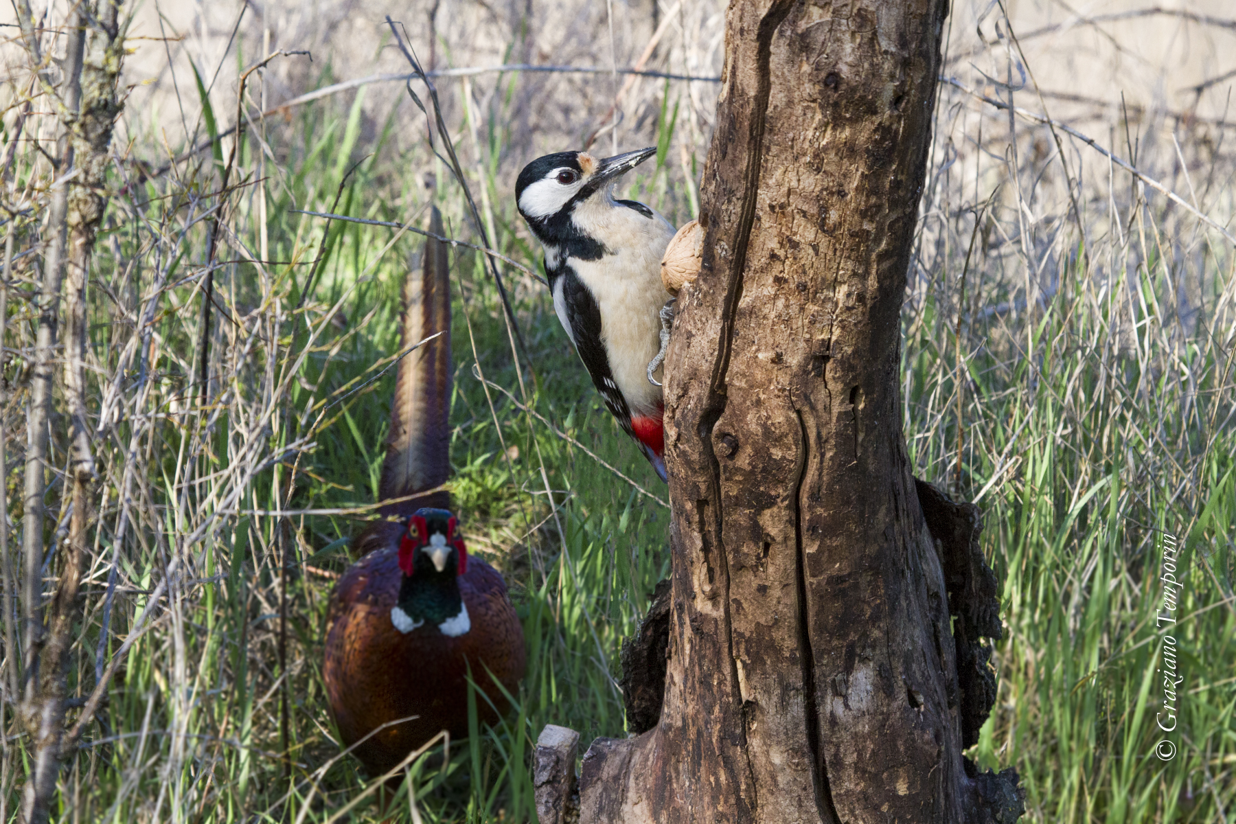 The cat and the Fox ... maybe!