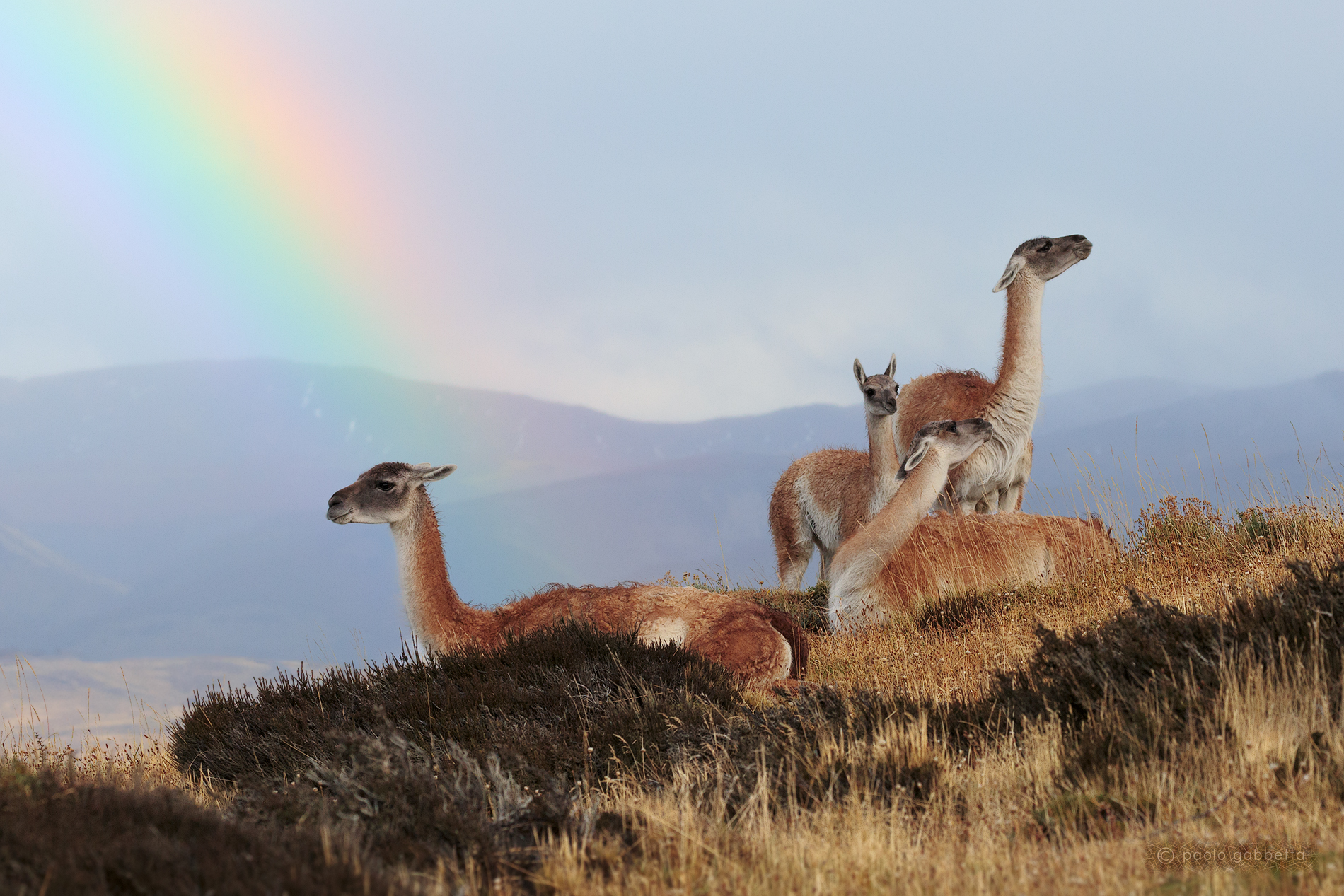 Guanaco