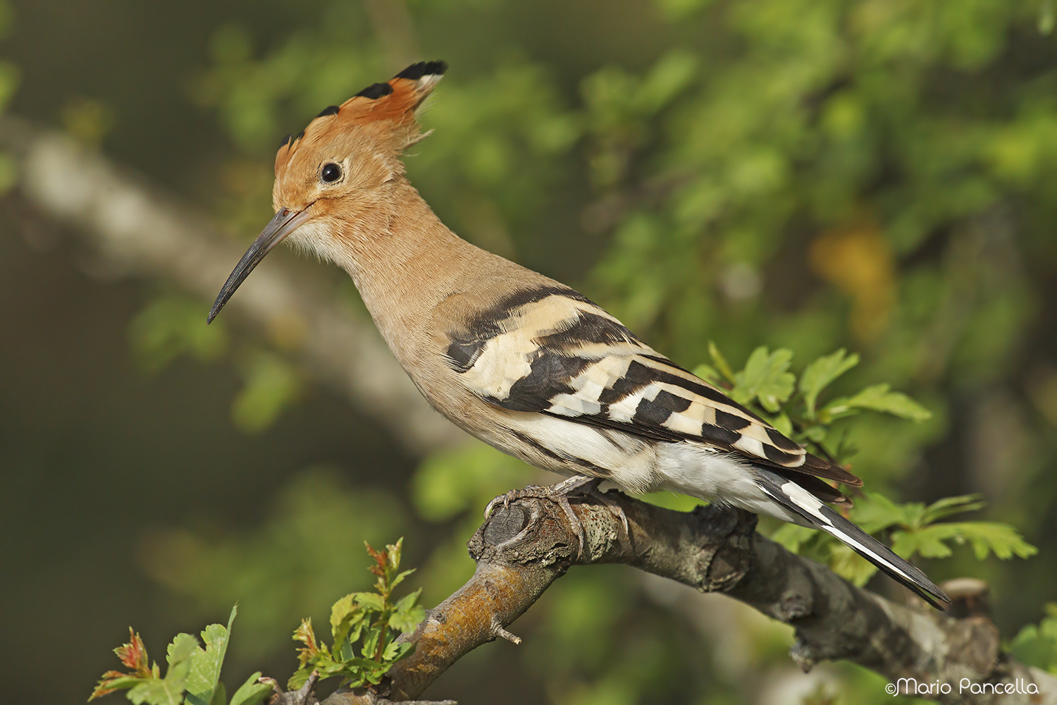 Hoopoe