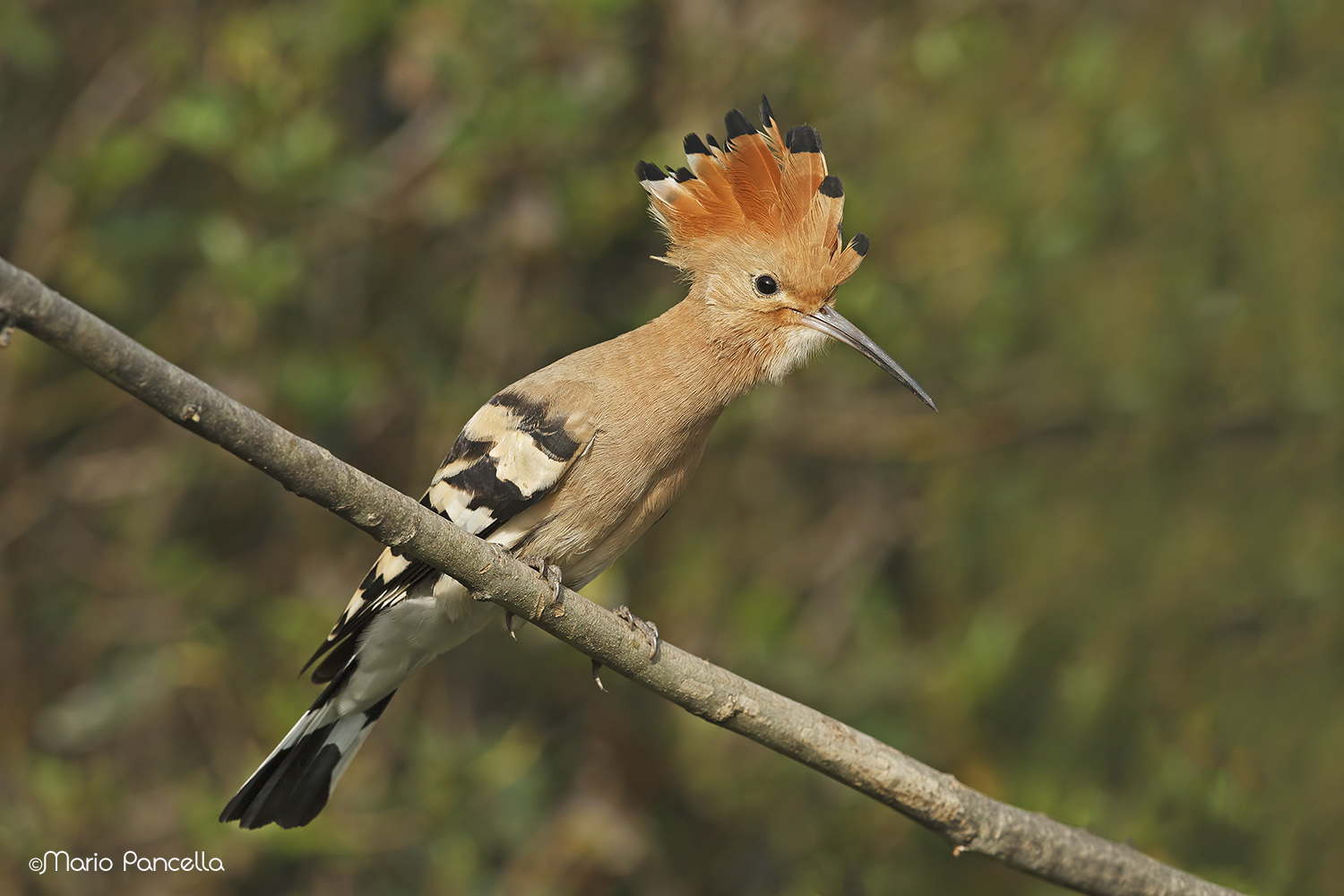 Hoopoe