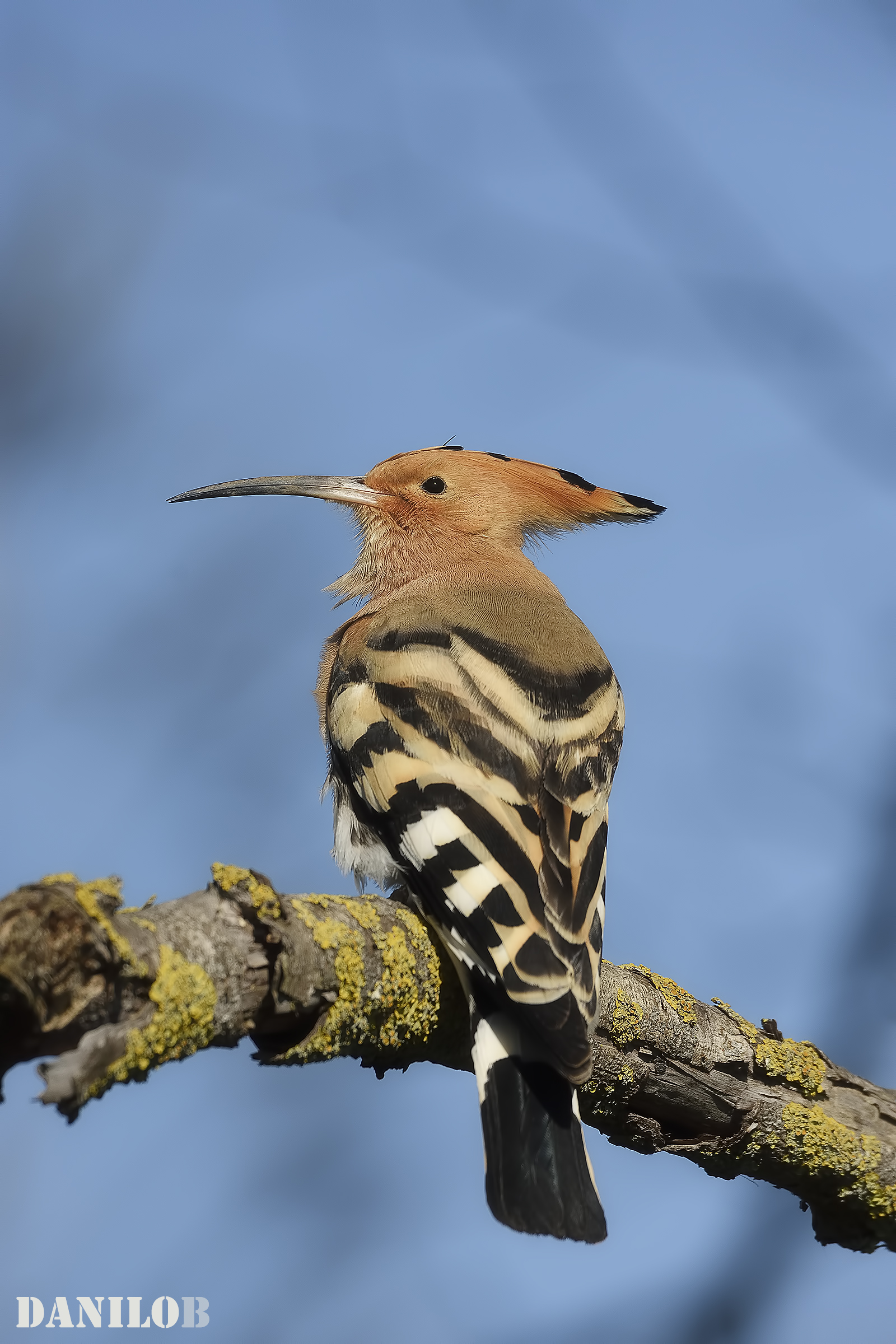 First appearances ...