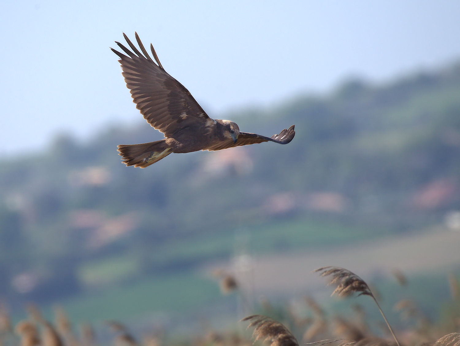 Female Marsh Harrier