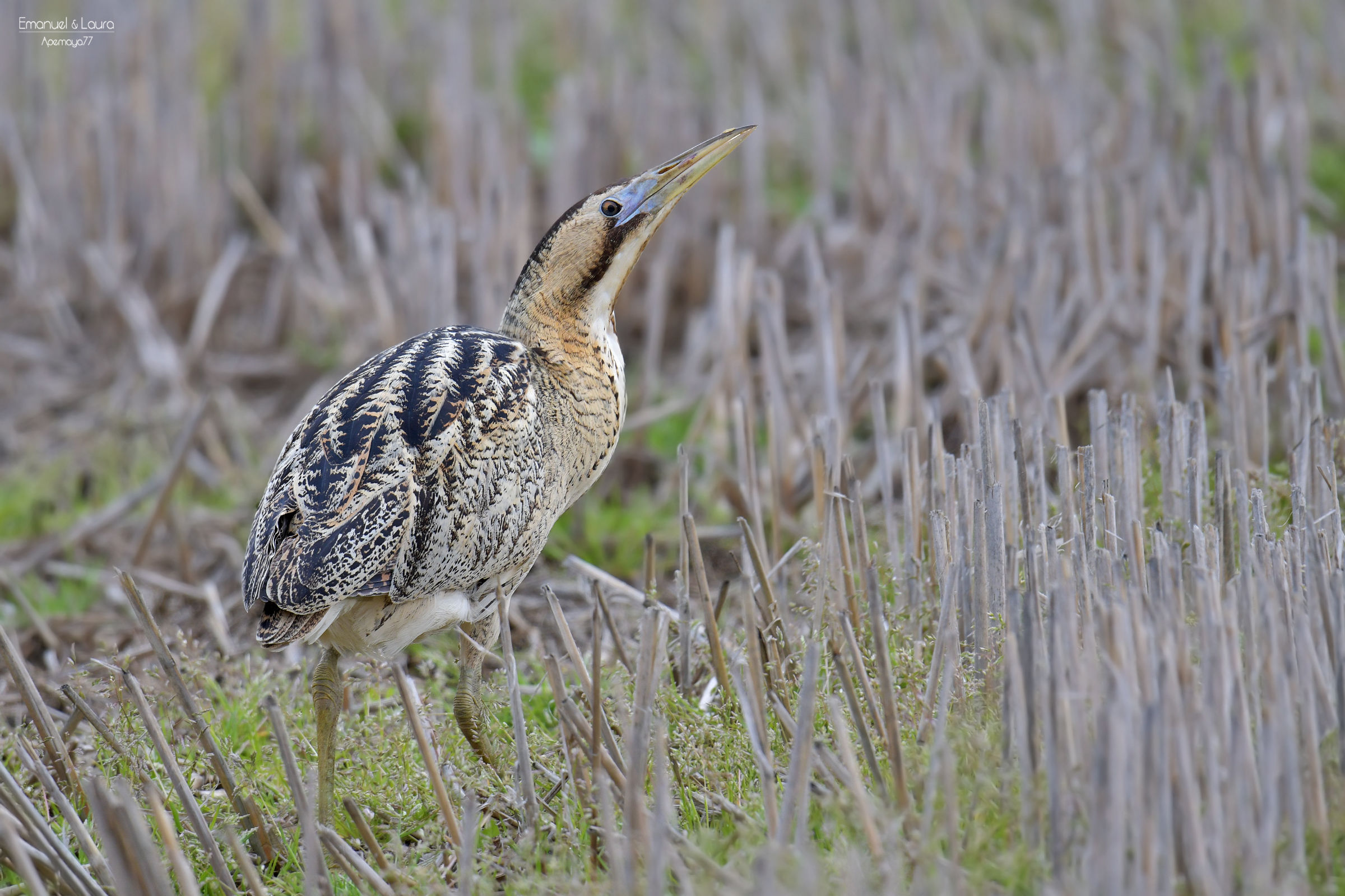Bittern
