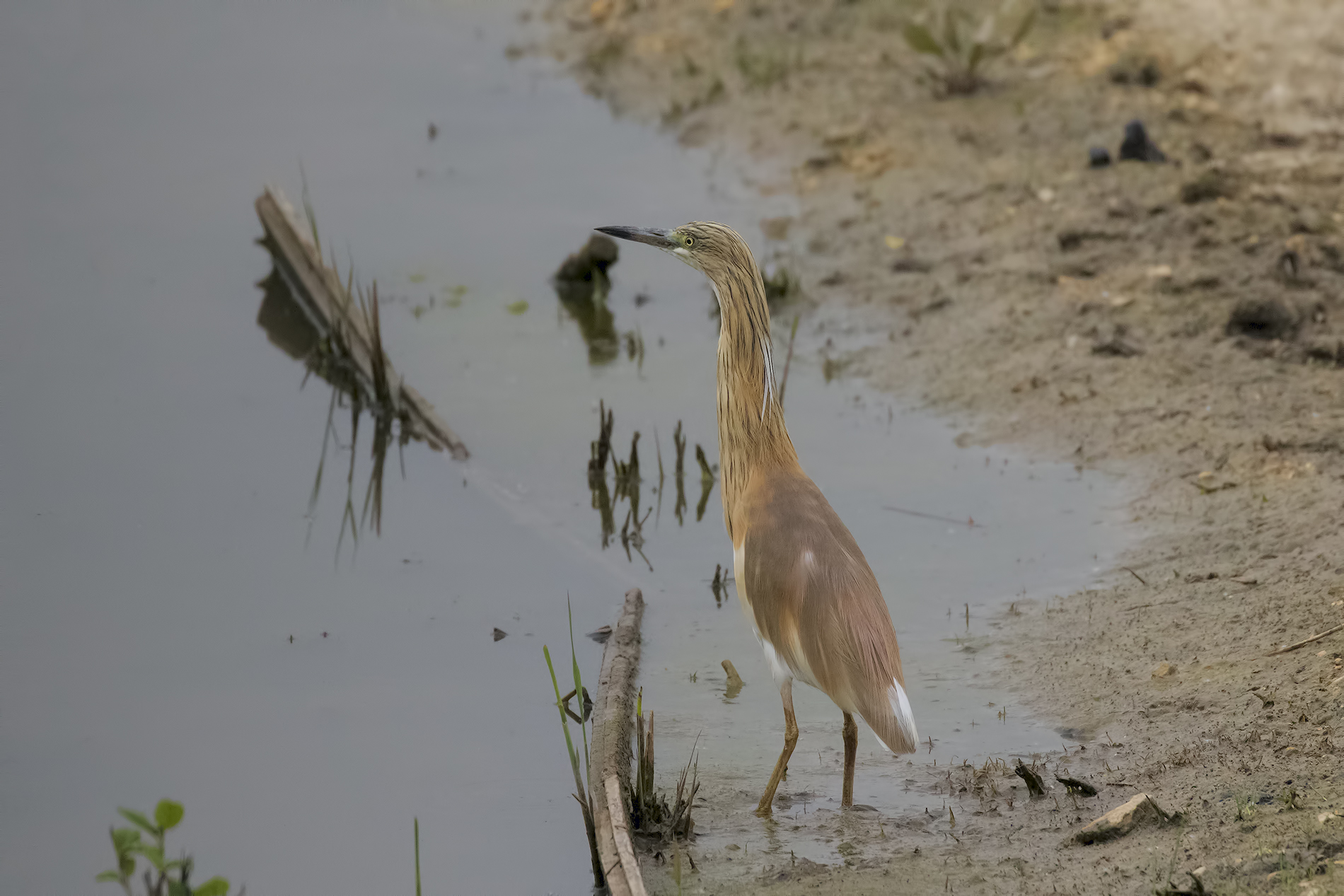 Squacco Scrutinizes the Orizonte