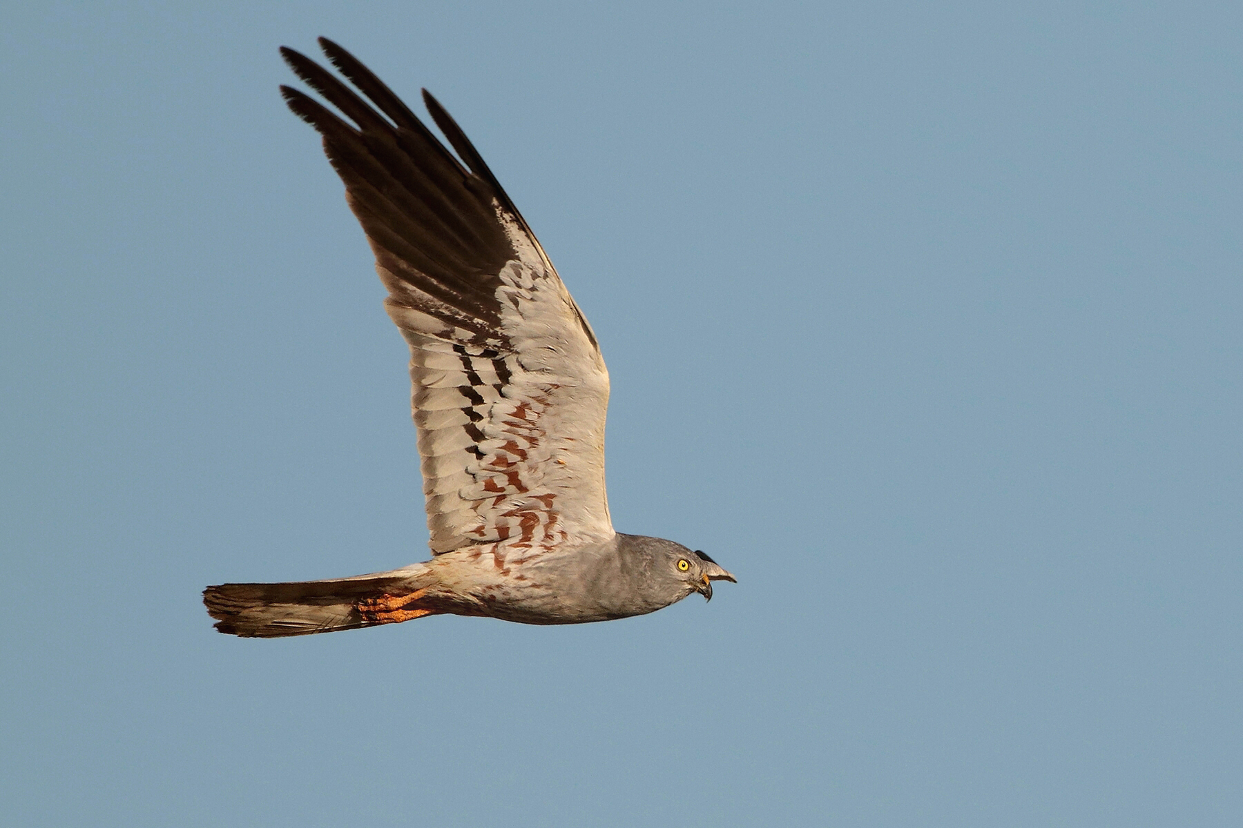 A male Montagu's Harrier