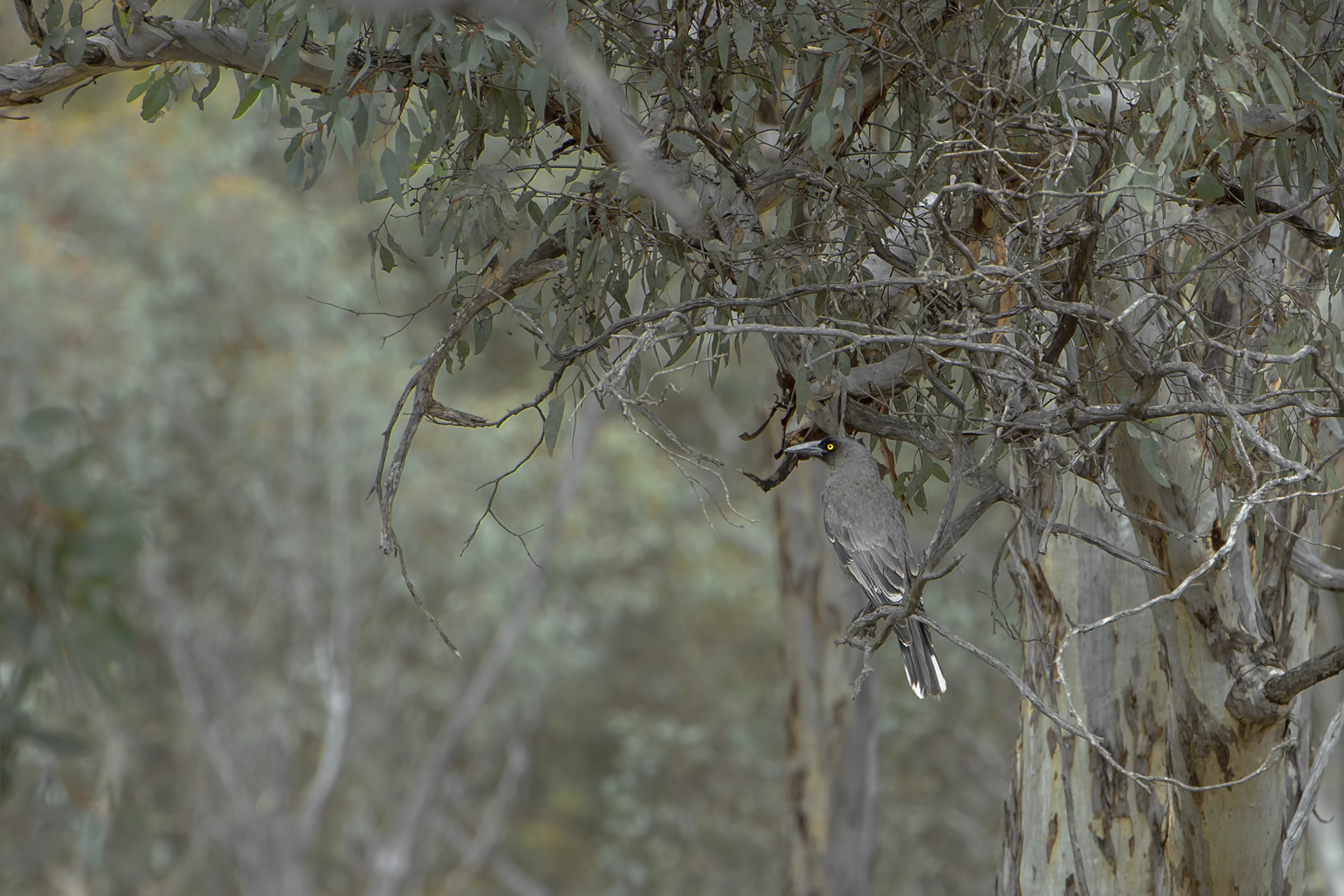 Strepera versicolor (Grey Currawong)