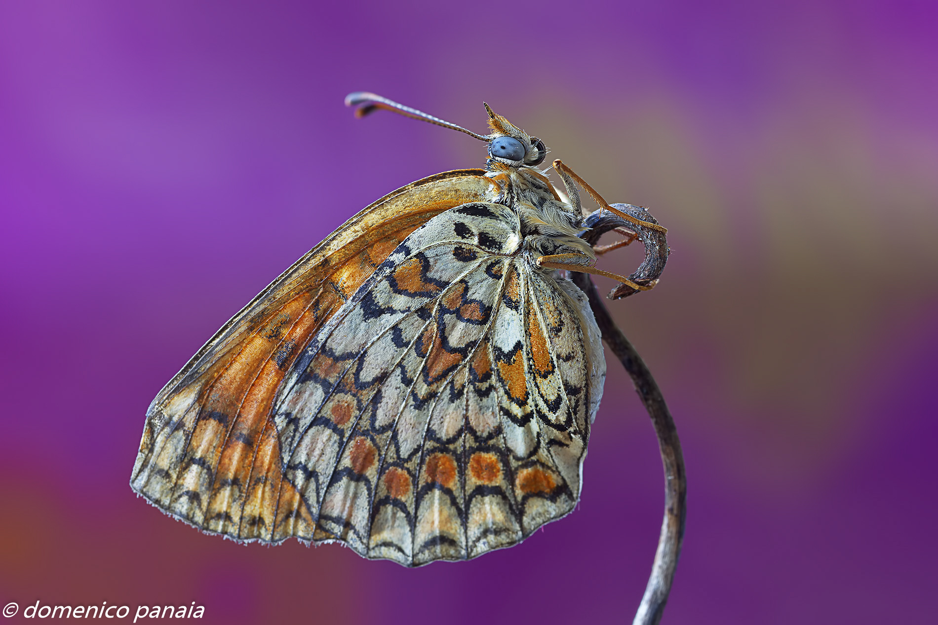 melitaea in viola