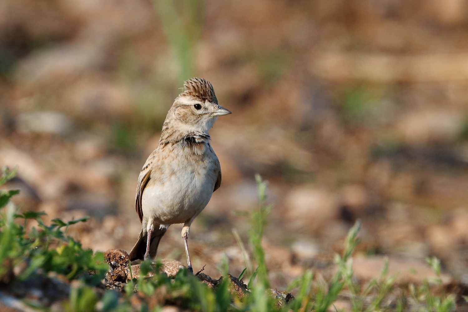 Short-toed Lark
