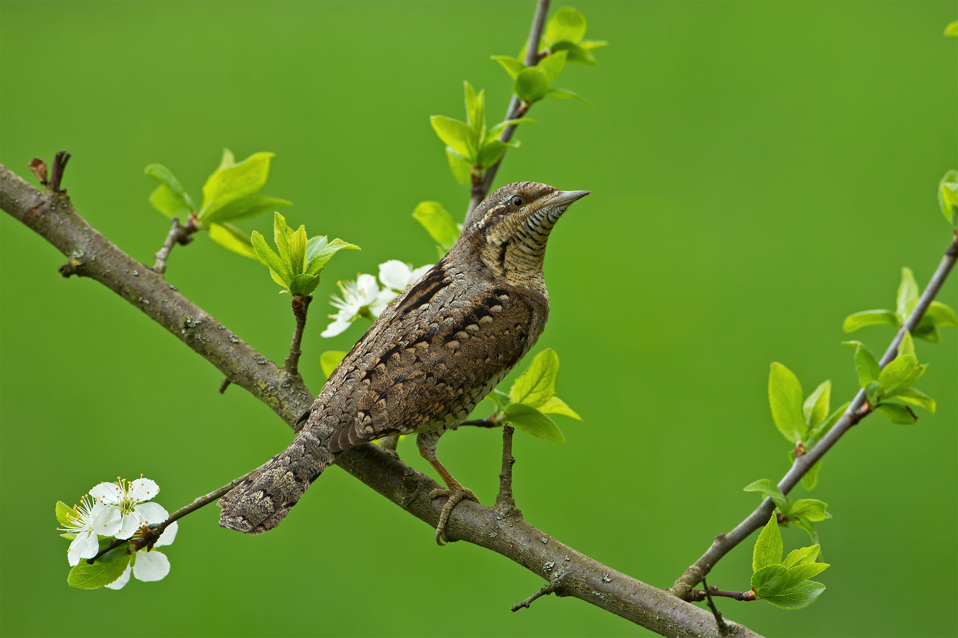Jynx torquilla (Eurasian wryneck)