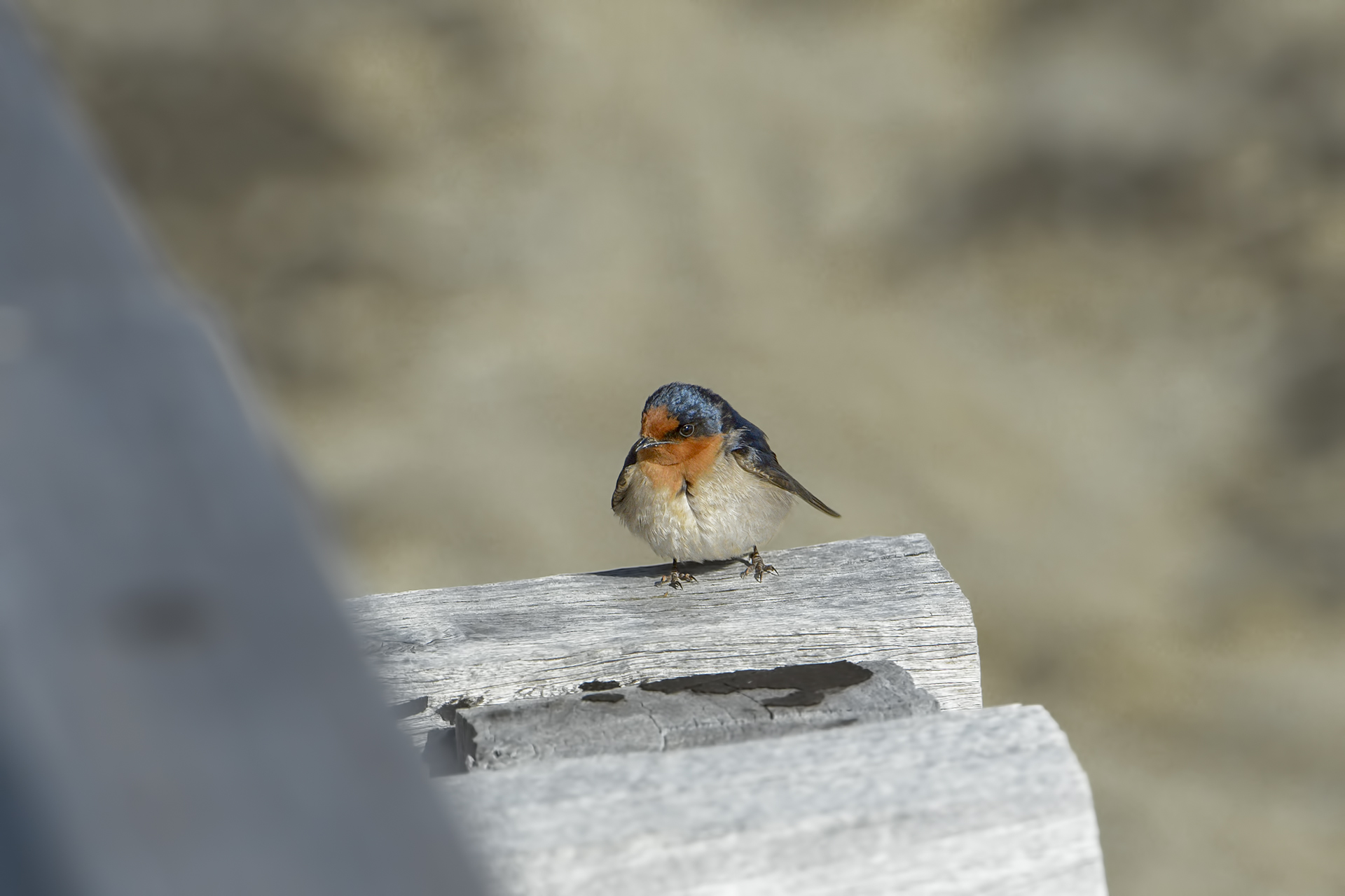 Hirundo neoxena (Rondine benvenuta)